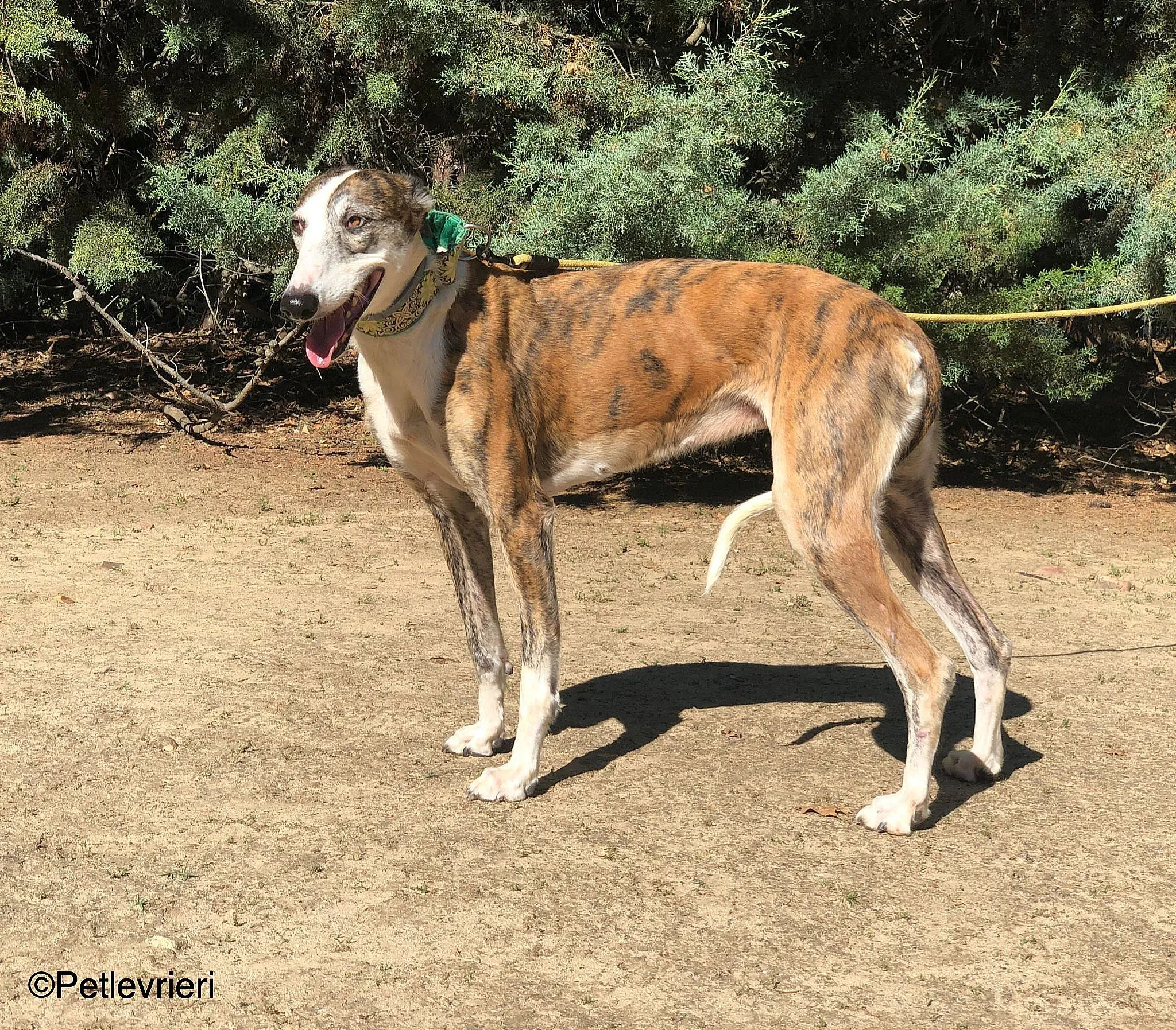 Helen adozione levrieri galgo 01