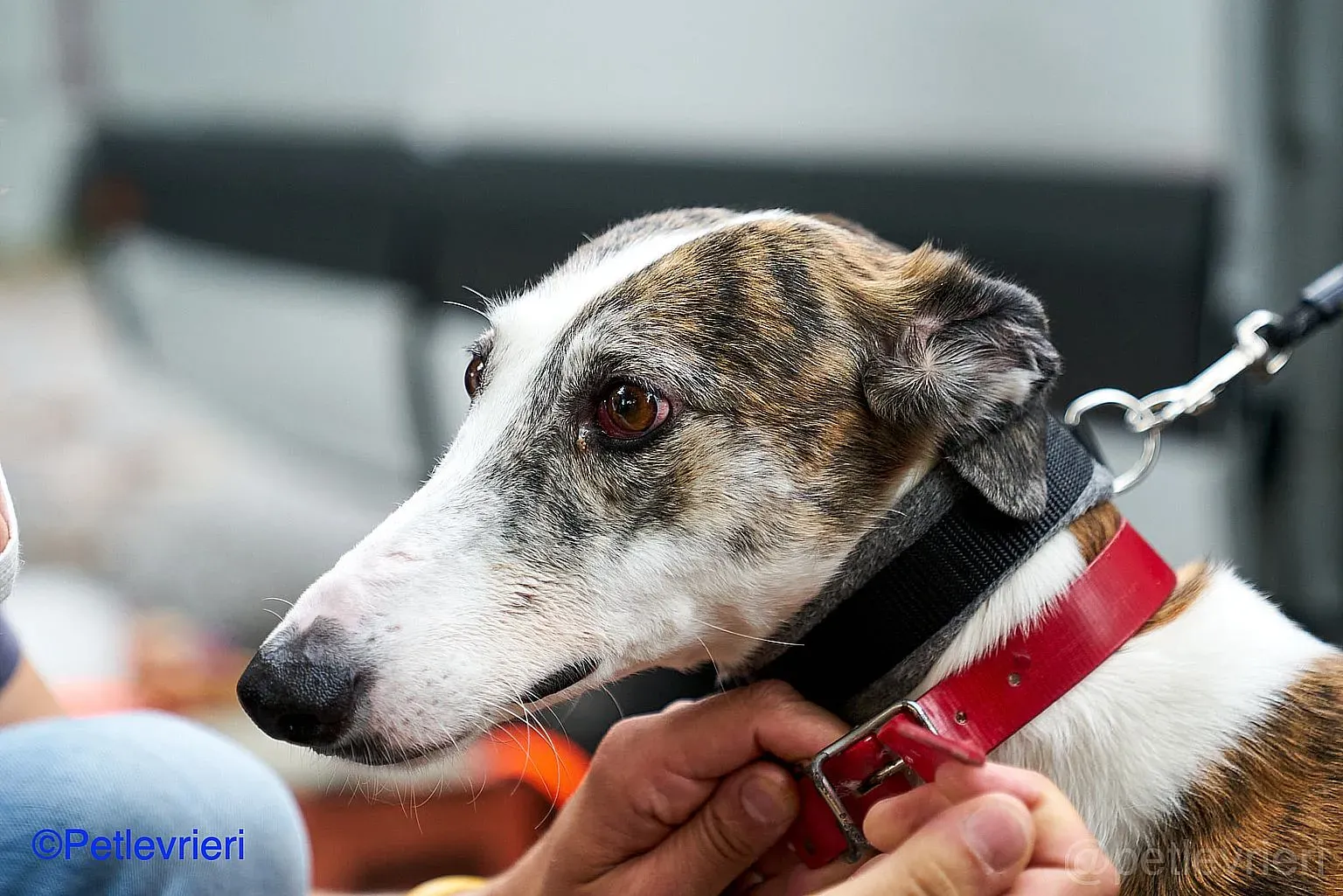 Helen adozione levrieri galgo 02
