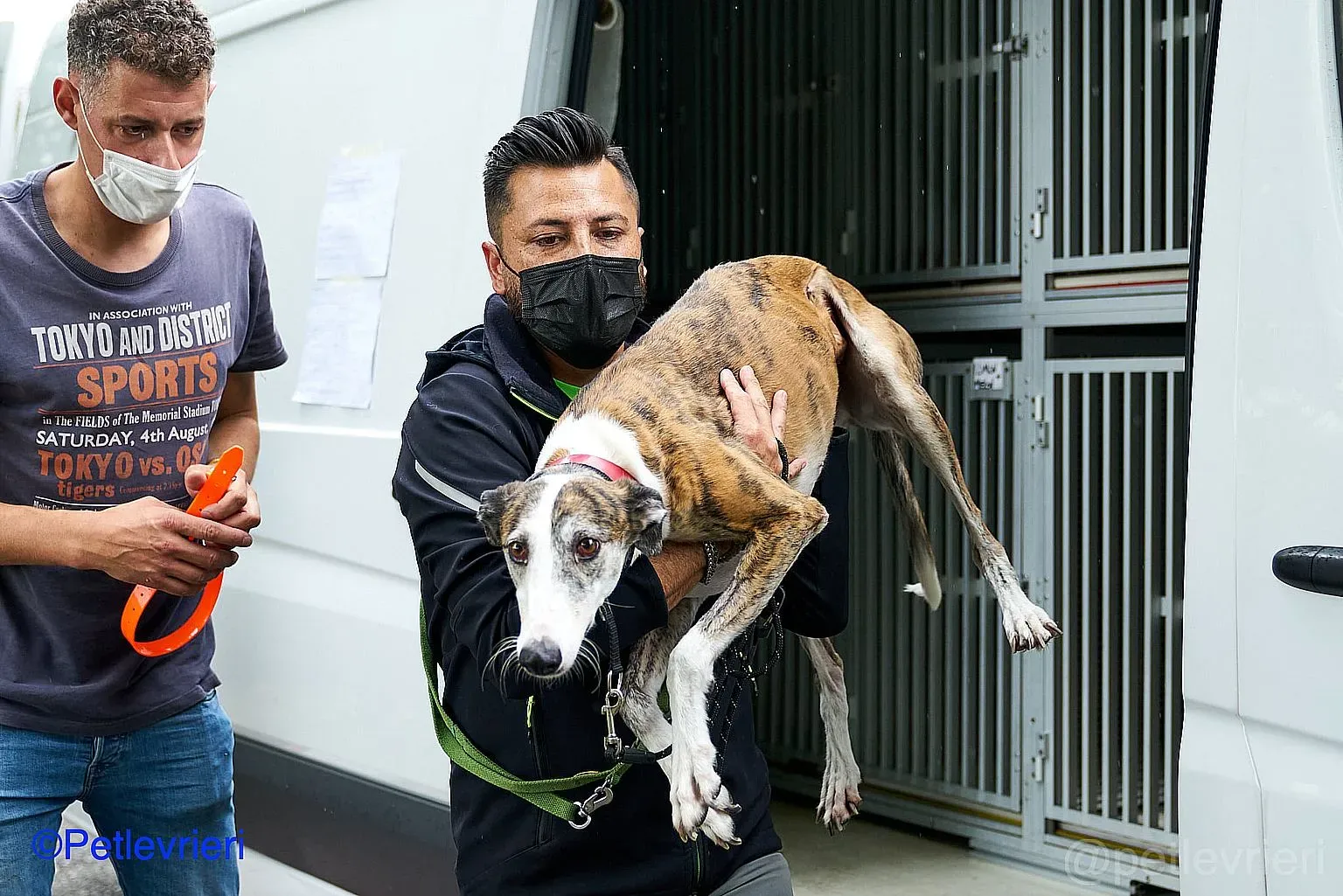 Helen adozione levrieri galgo 01