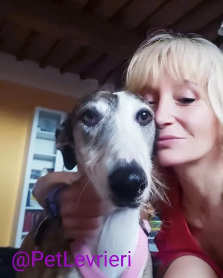 Helen adozione levrieri galgo 50