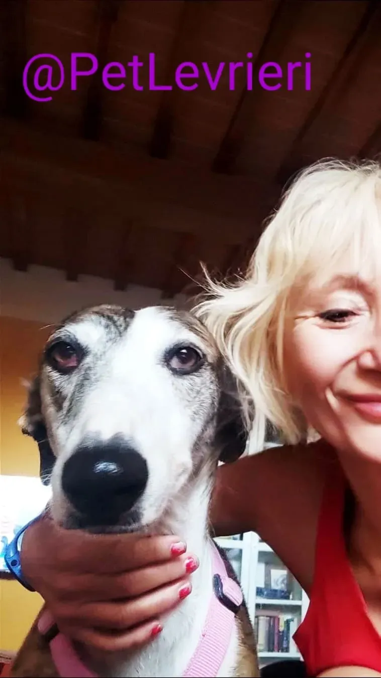 Helen adozione levrieri galgo 51