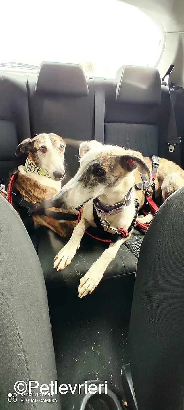 HelenEmma adozione levrieri galgo 01