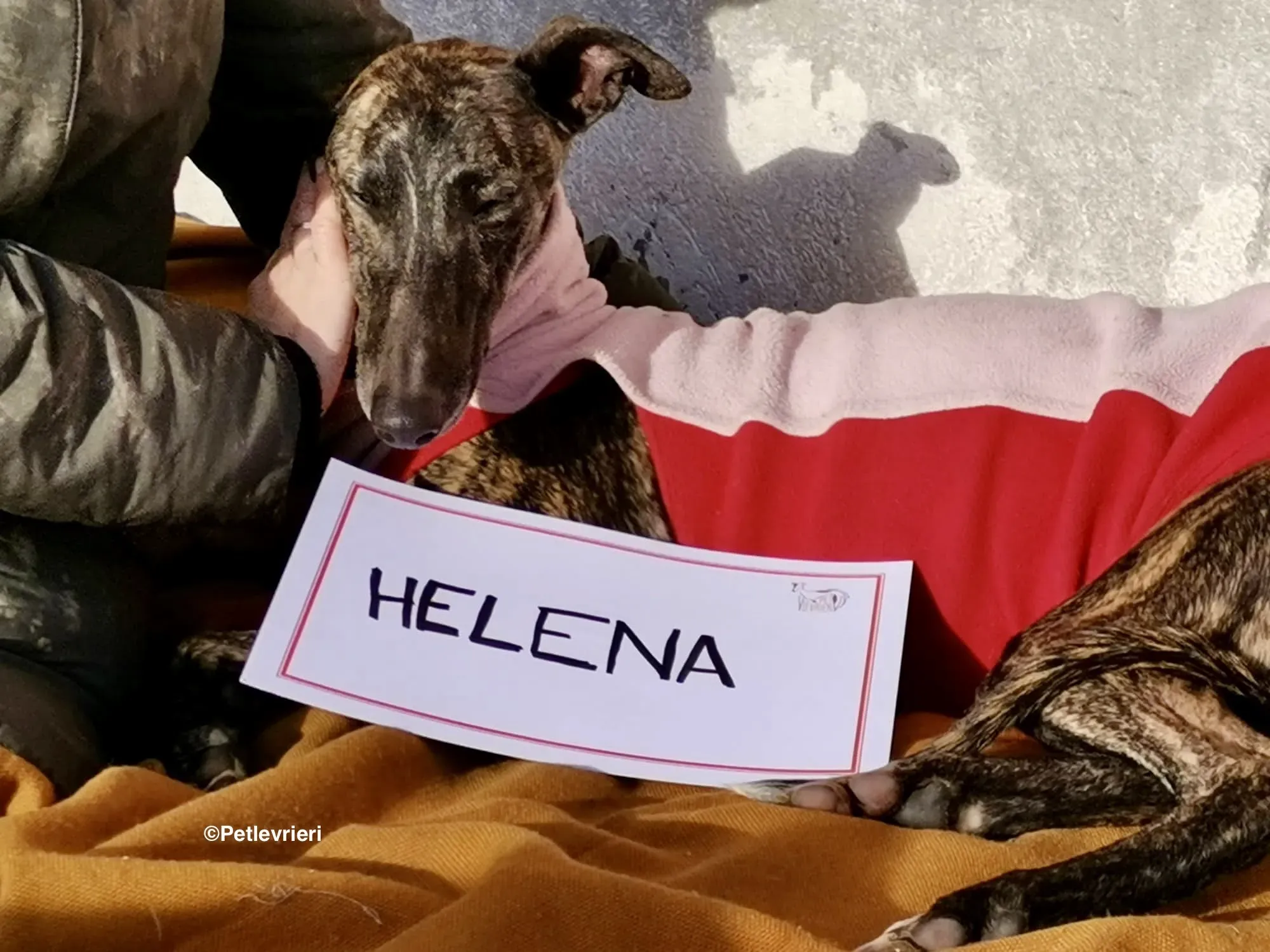 Helena adozione levrieri galgo 01