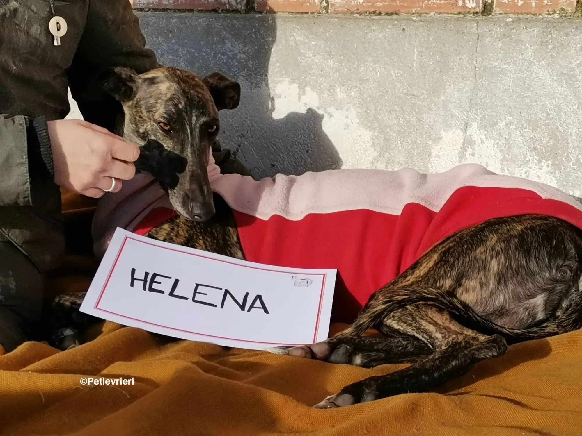Helena adozione levrieri galgo 02