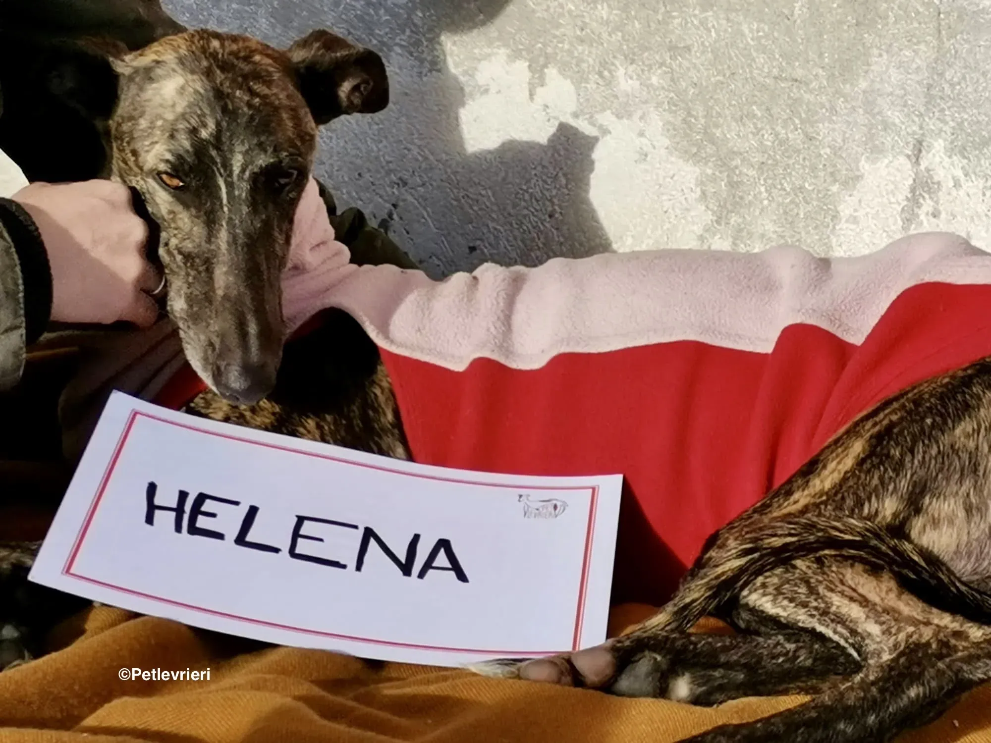 Helena adozione levrieri galgo 03