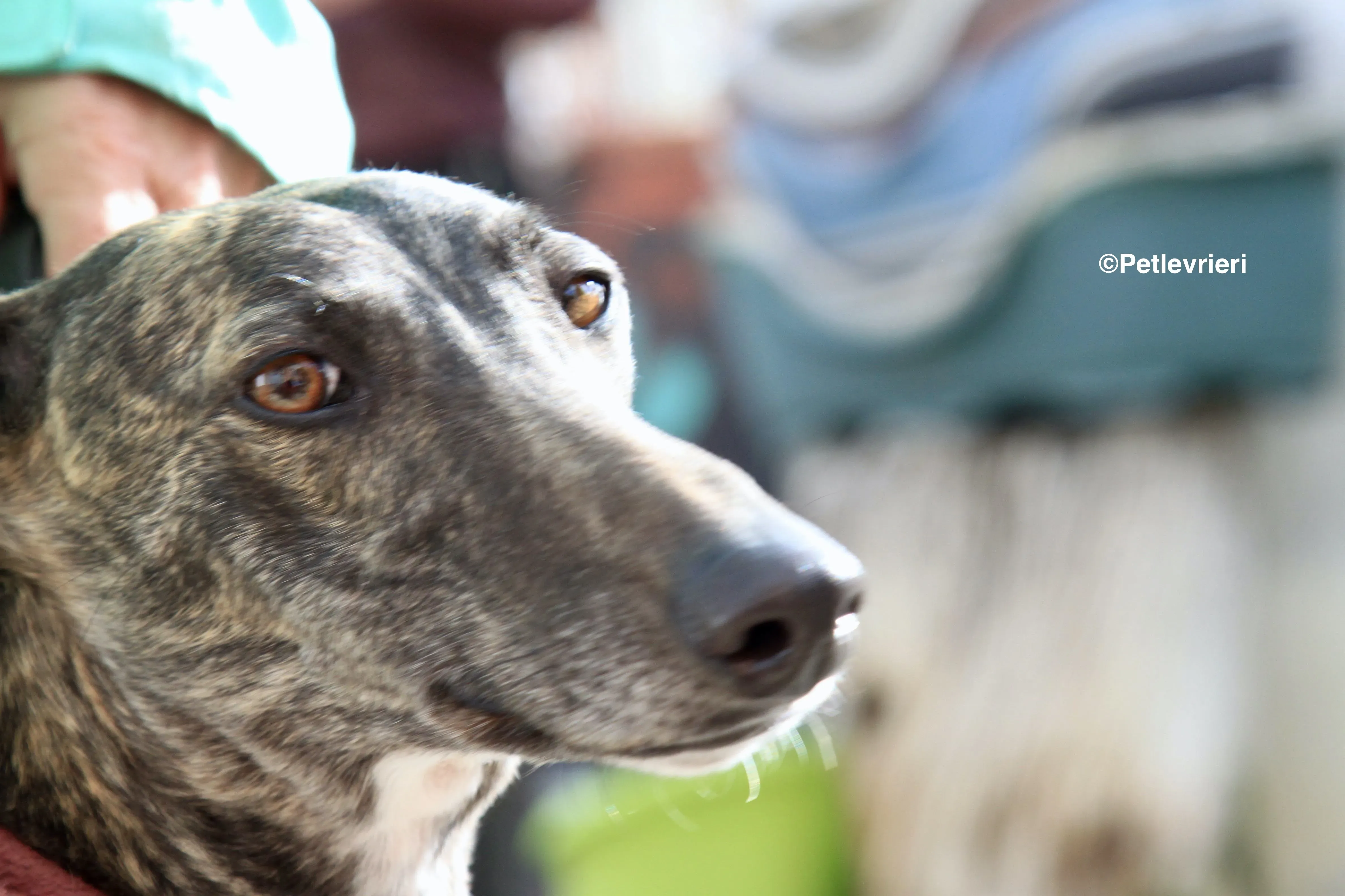 Helena adozione levrieri galgo 1 2