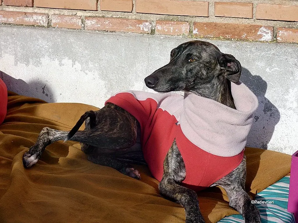 Helena adozione levrieri galgo 1