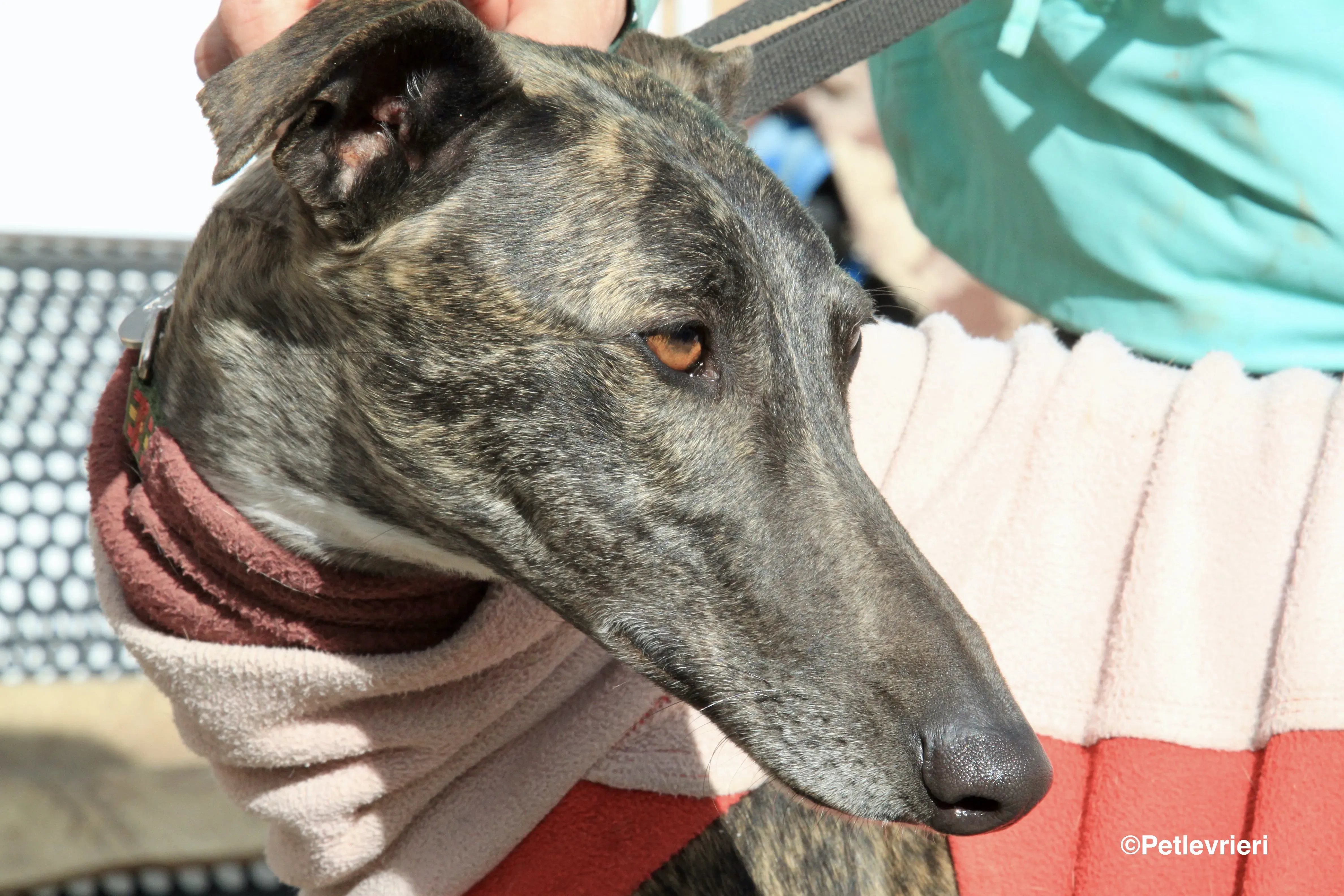 Helena adozione levrieri galgo 10