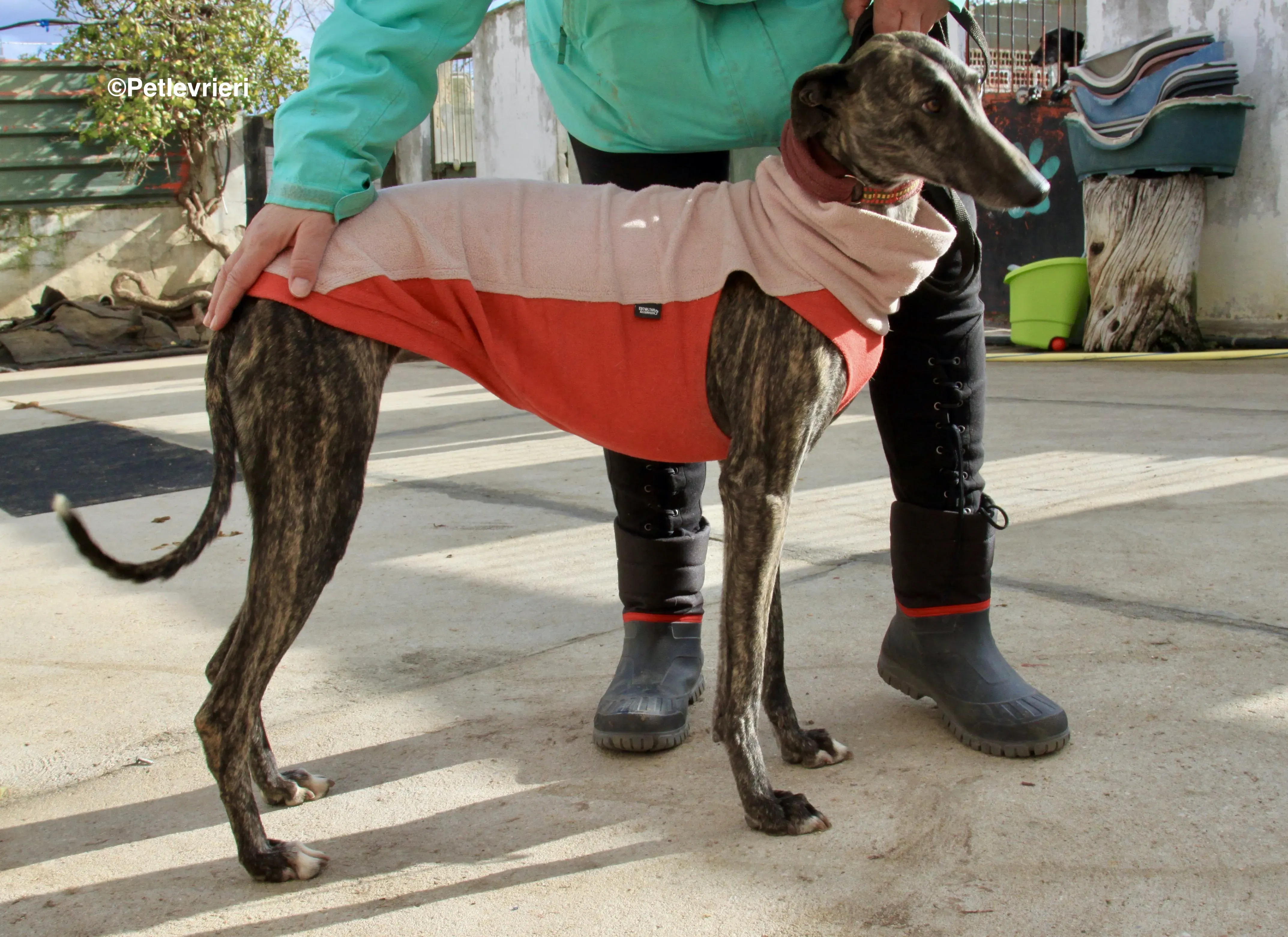 Helena adozione levrieri galgo 2 2