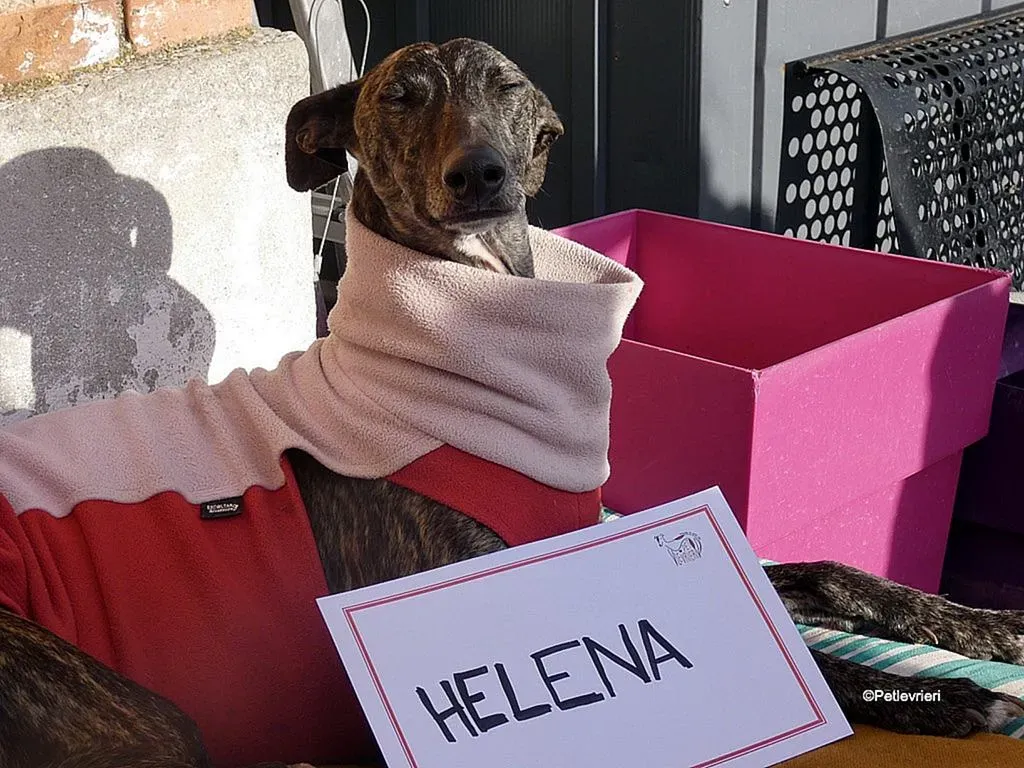 Helena adozione levrieri galgo 2