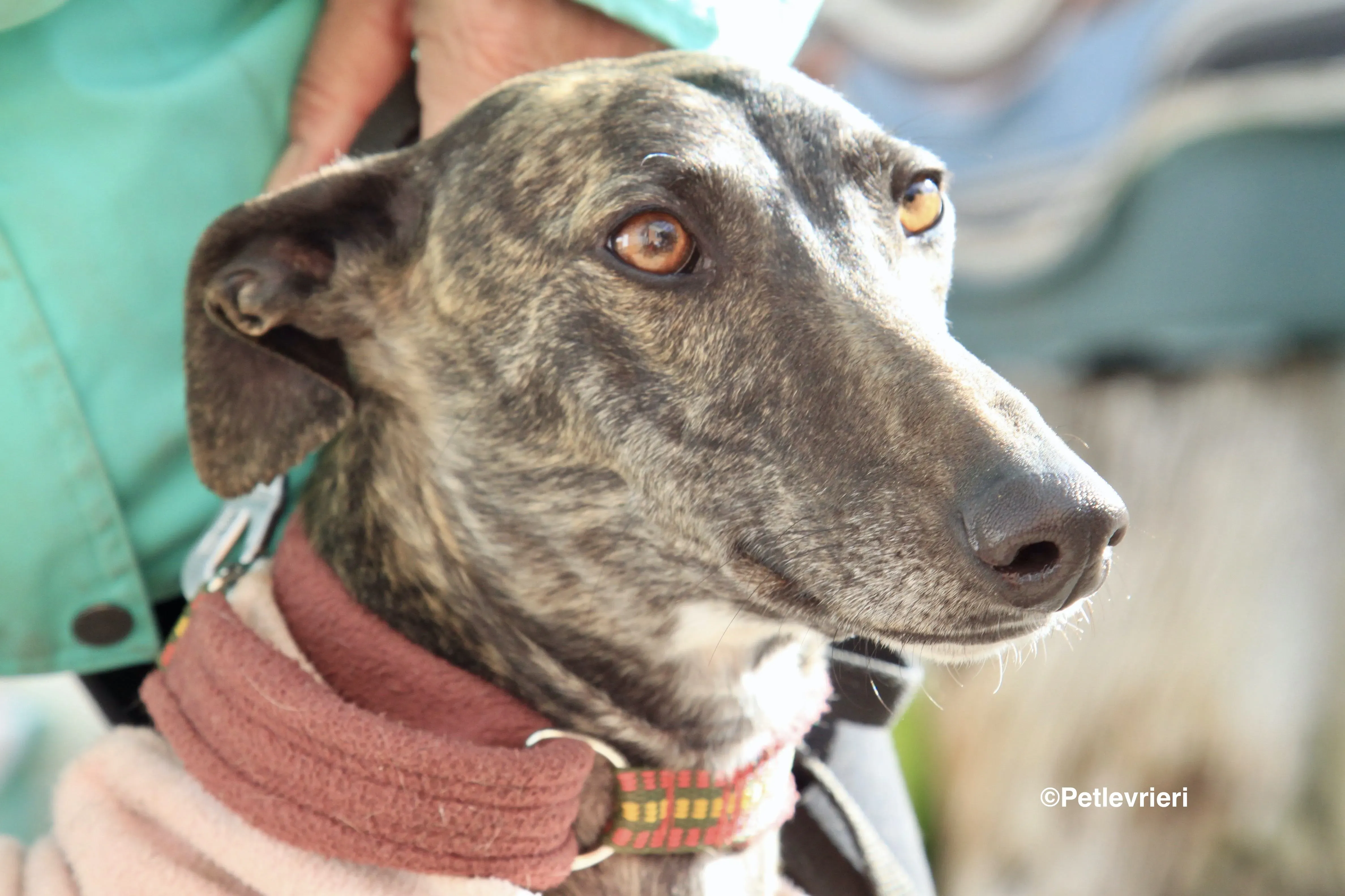 Helena adozione levrieri galgo 3 2