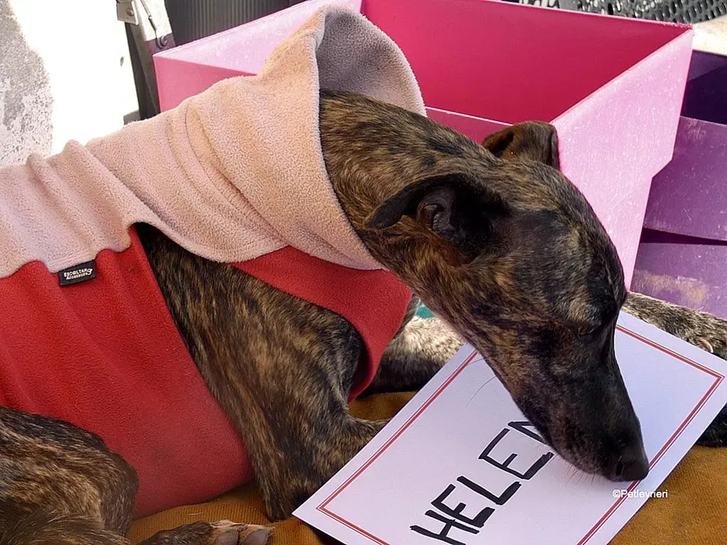Helena adozione levrieri galgo 3