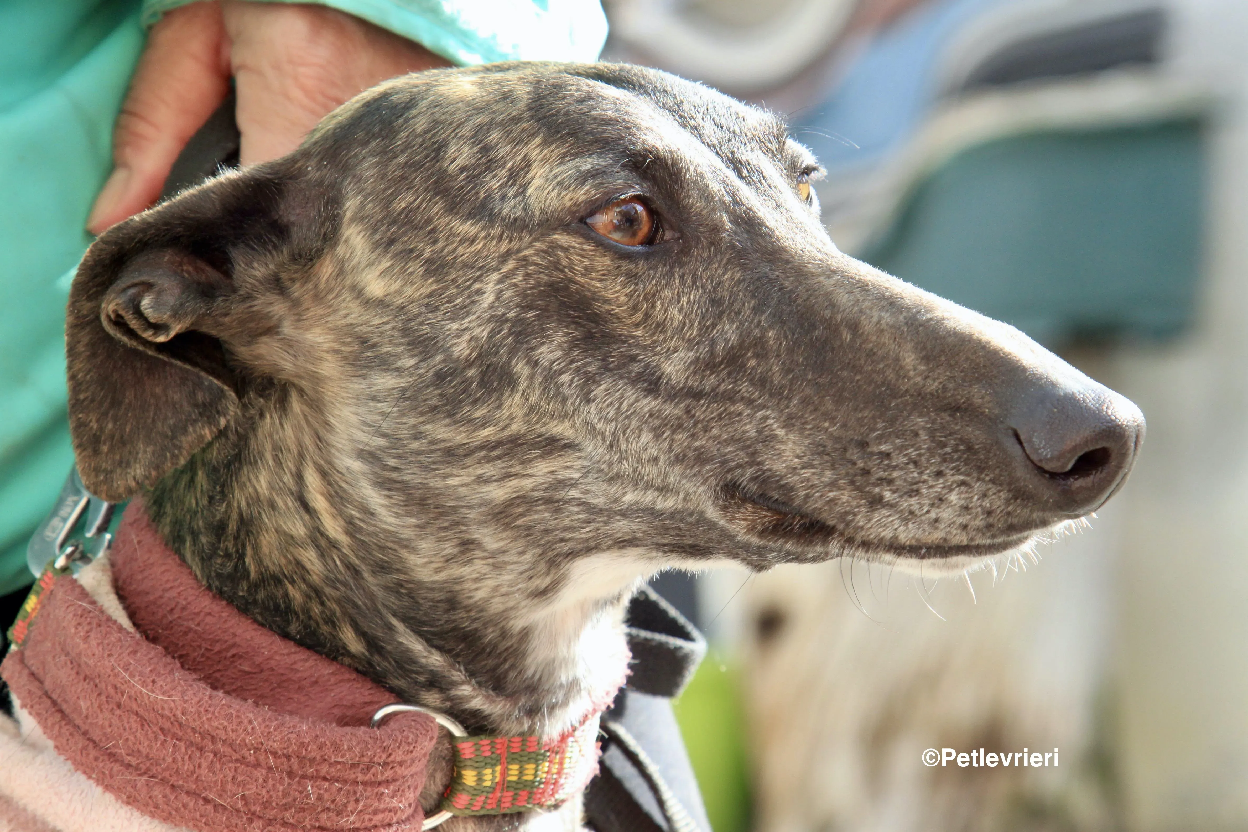 Helena adozione levrieri galgo 4 2