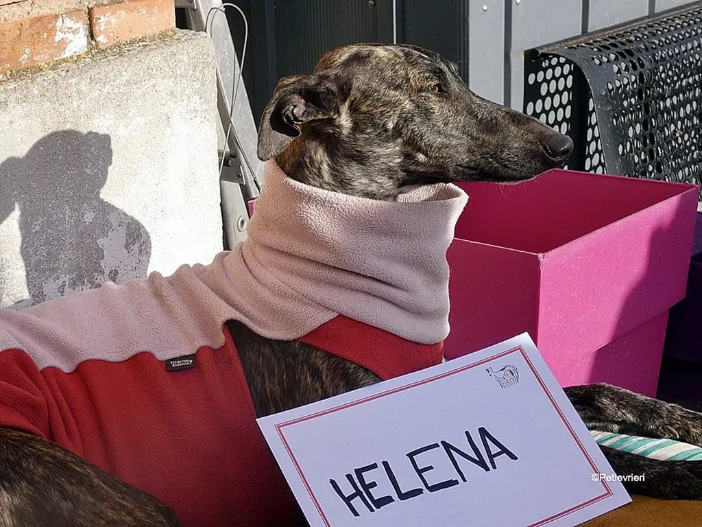 Helena adozione levrieri galgo 4