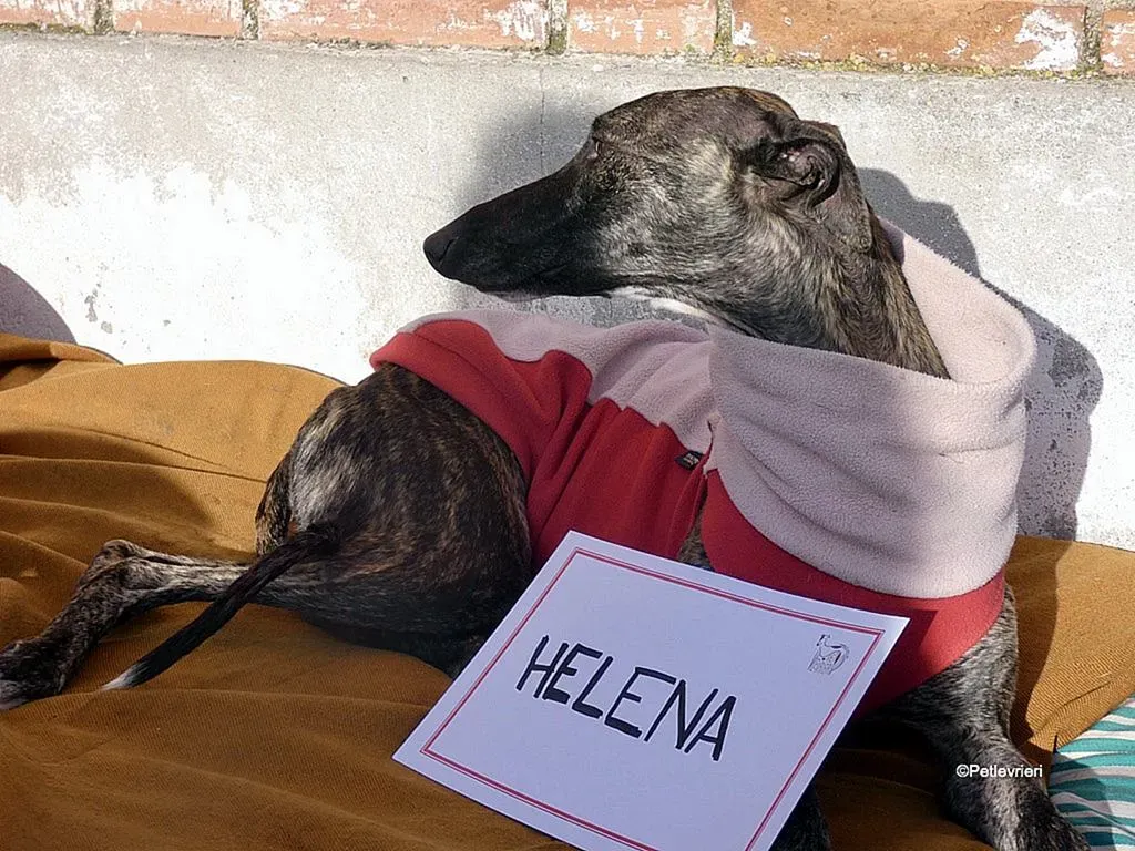 Helena adozione levrieri galgo 5