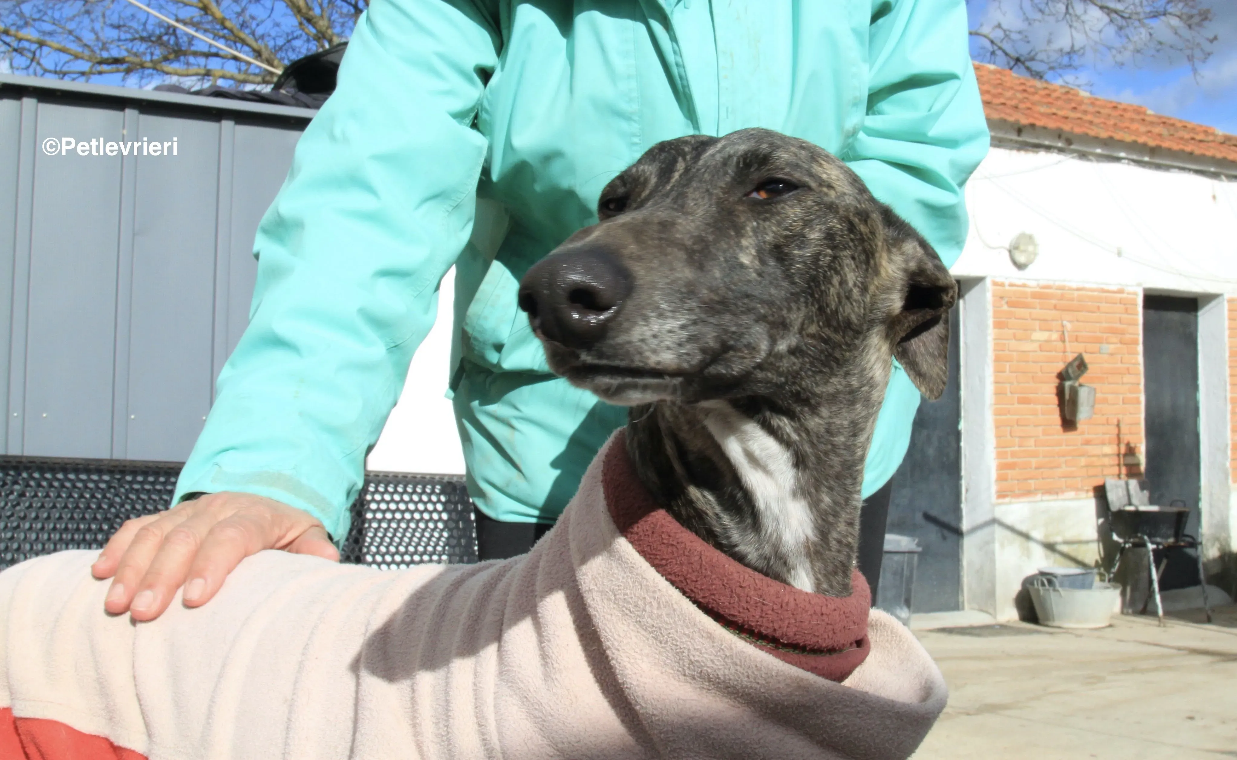 Helena adozione levrieri galgo 6 2