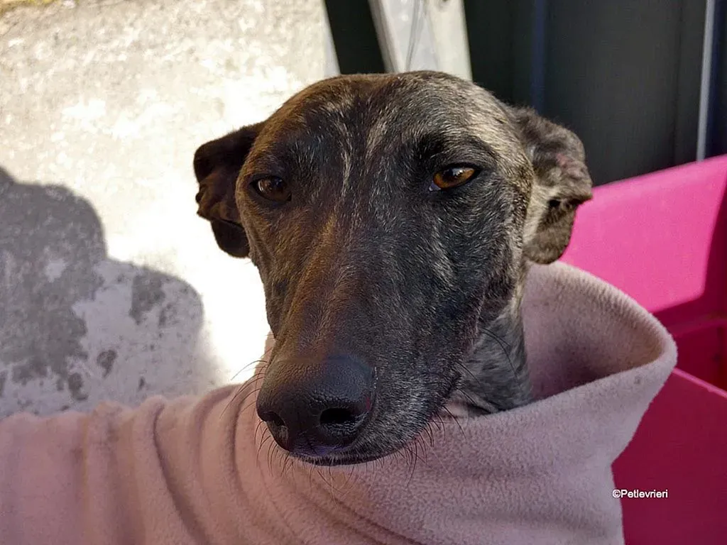 Helena adozione levrieri galgo 6