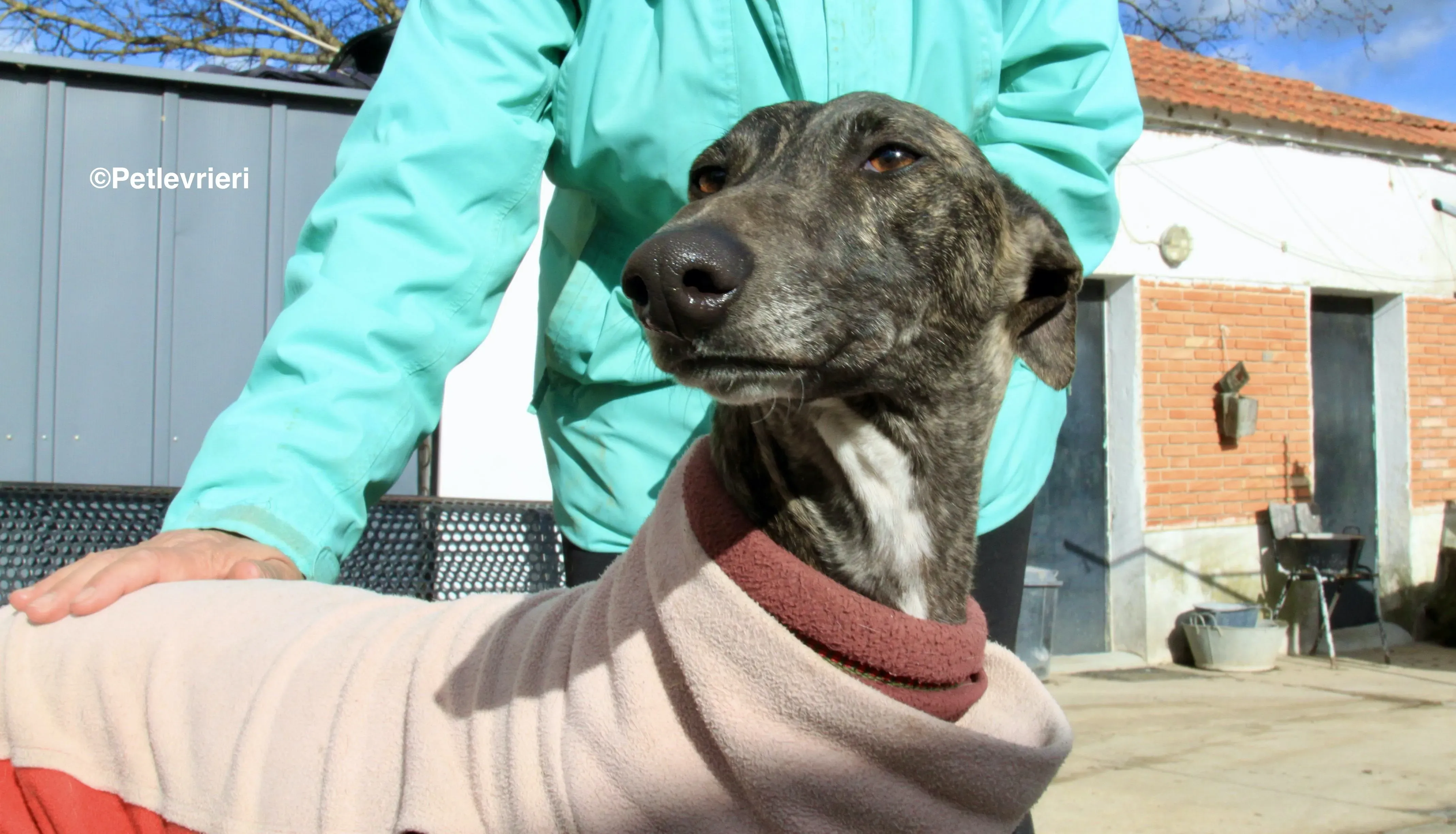 Helena adozione levrieri galgo 7 2