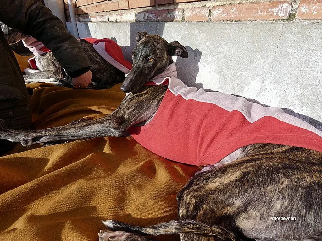 Helena adozione levrieri galgo 7