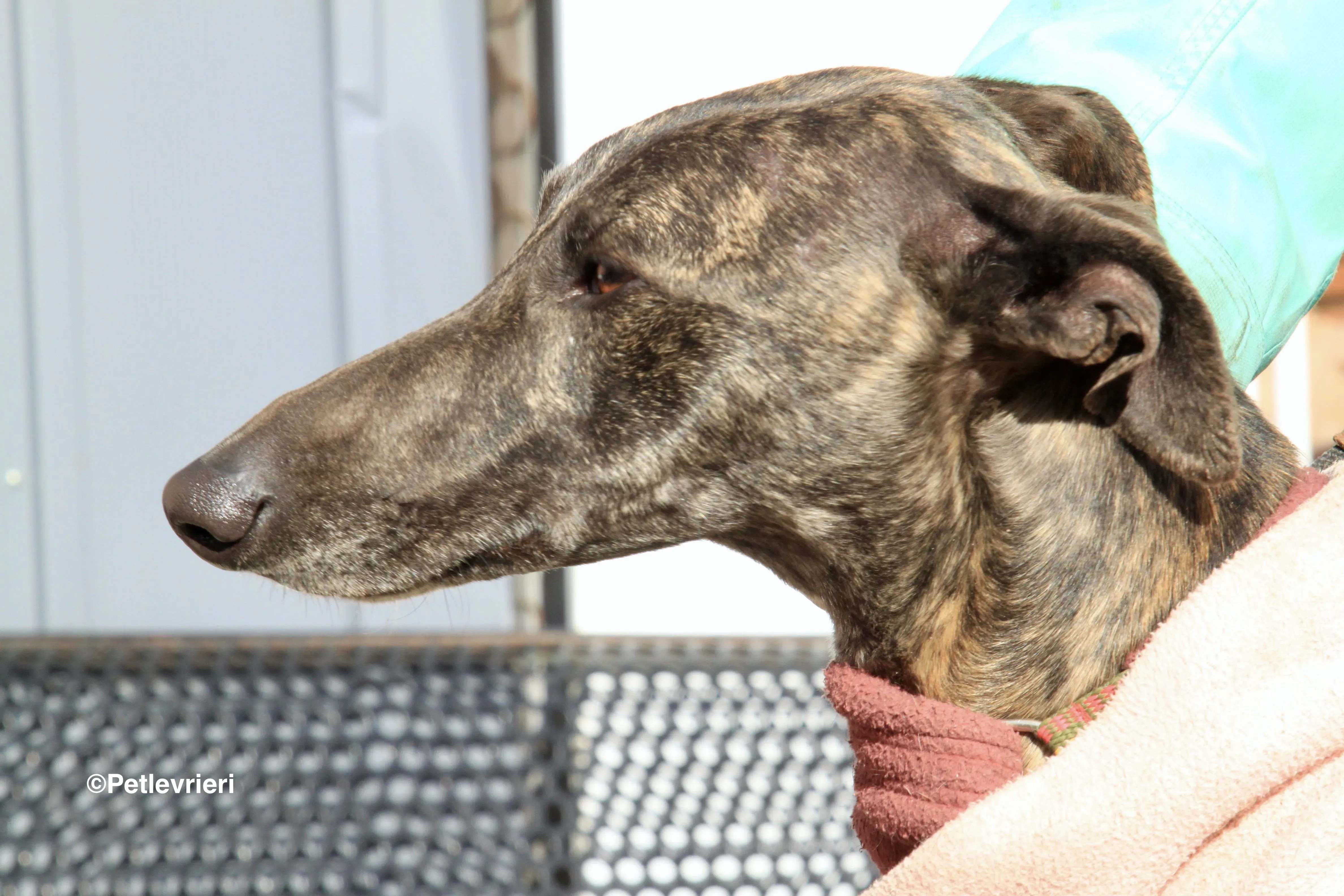 Helena adozione levrieri galgo 8 2