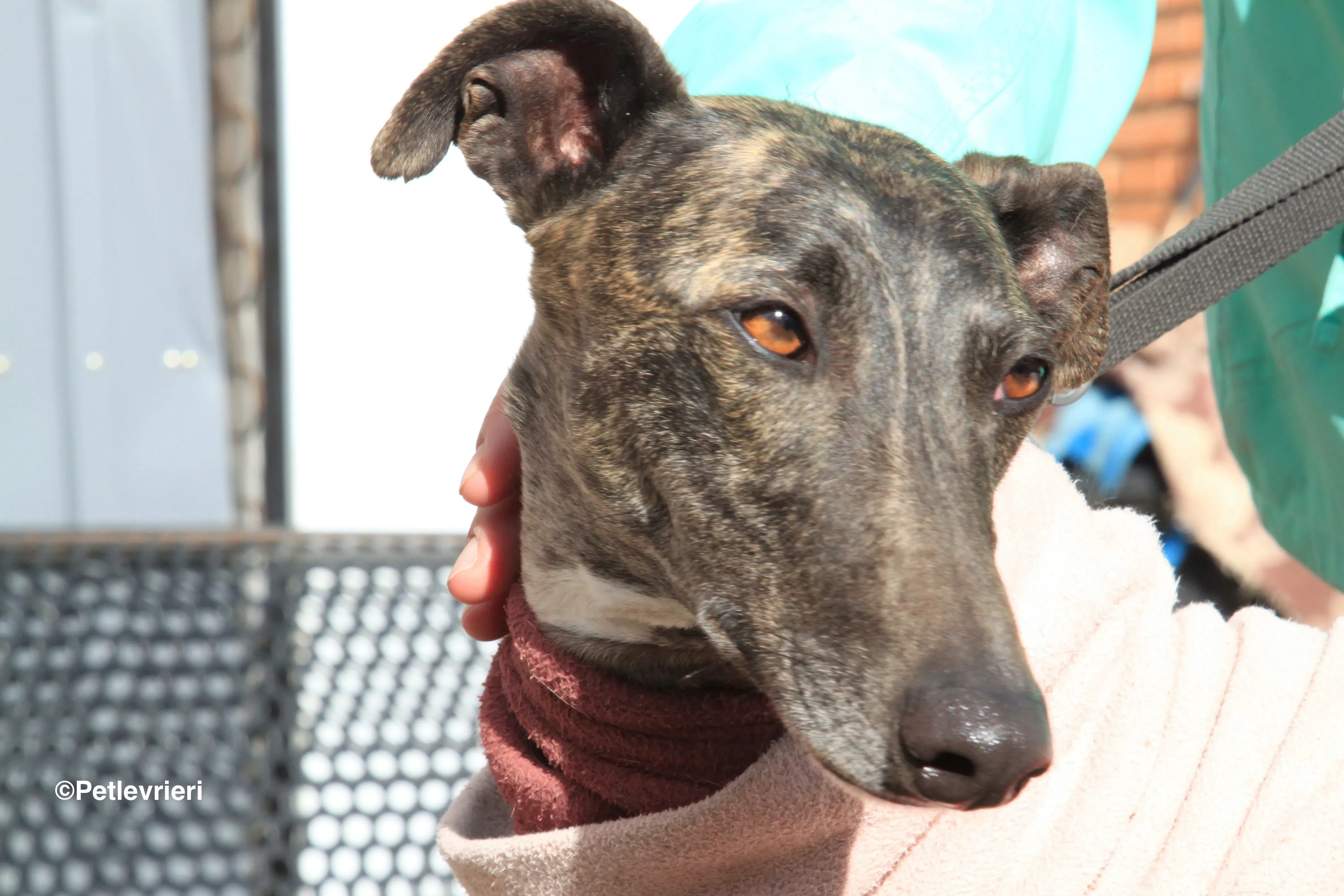 Helena adozione levrieri galgo 9 2