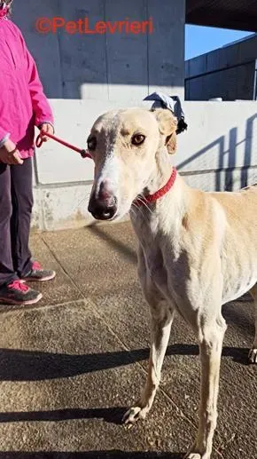 Henry adozione levrieri galgo 1