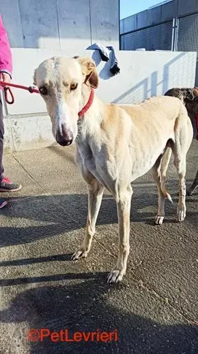 Henry adozione levrieri galgo 2