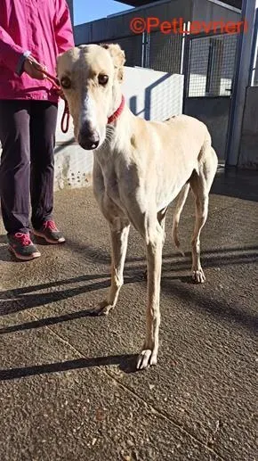 Henry adozione levrieri galgo 4