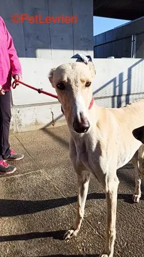 Henry adozione levrieri galgo 5