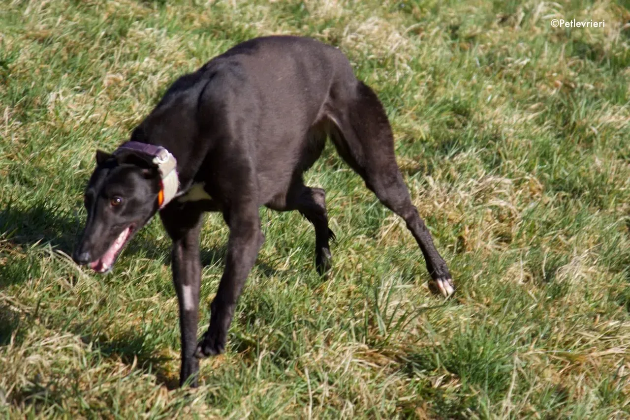 Hepburn adozione levrieri greyhound 2