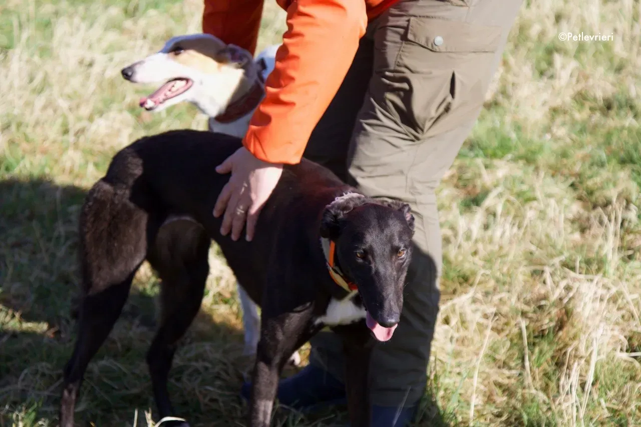 Hepburn adozione levrieri greyhound 5