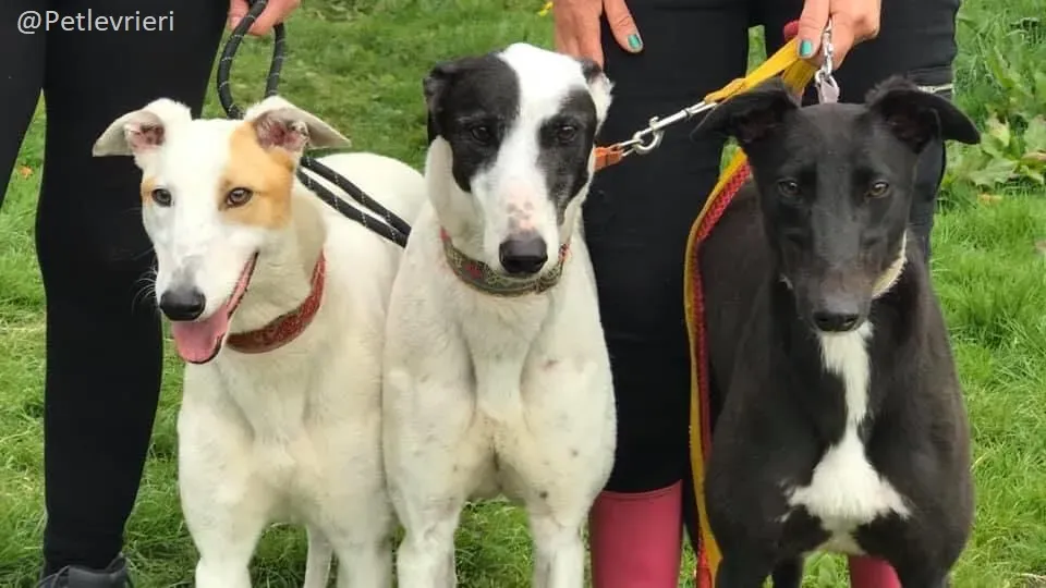 Hepburn e Fonda Greyhound Sister Adozione levrieri 1