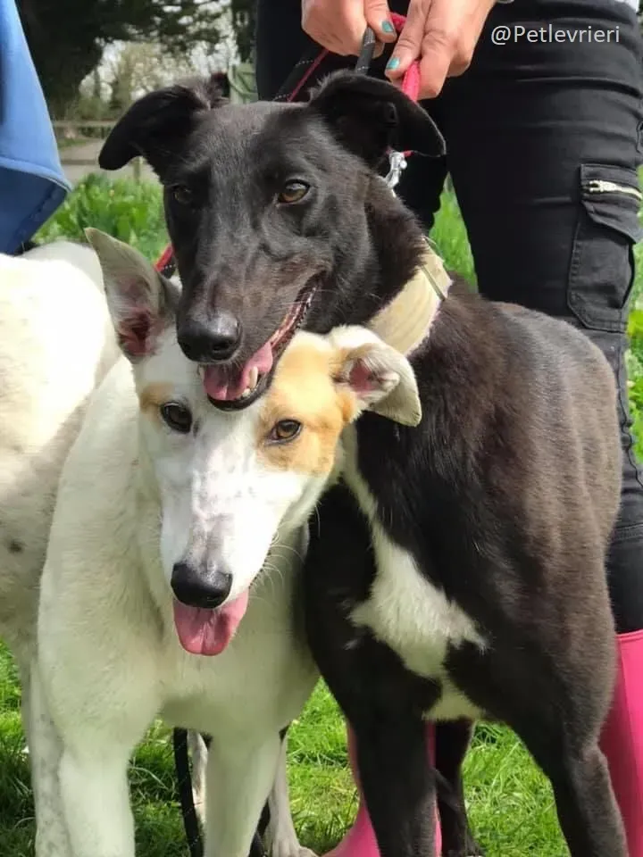 Hepburn e Fonda Greyhound Sister Adozione levrieri 2