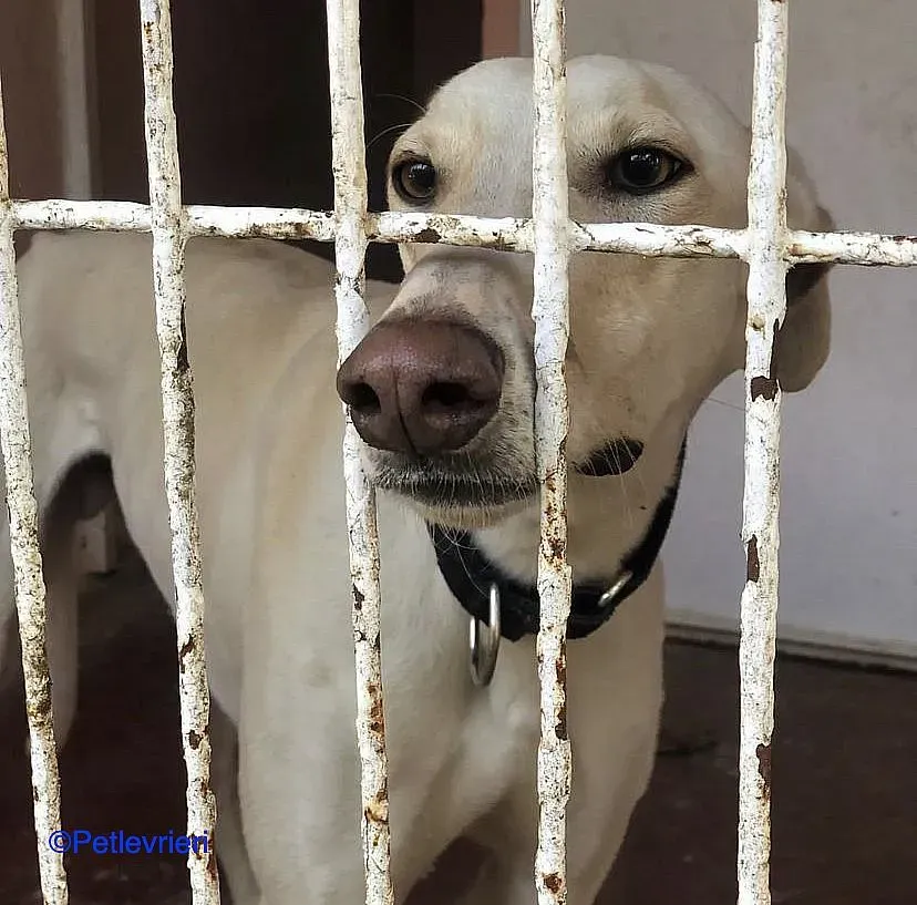 Hercules adozione levrieri galgo 01