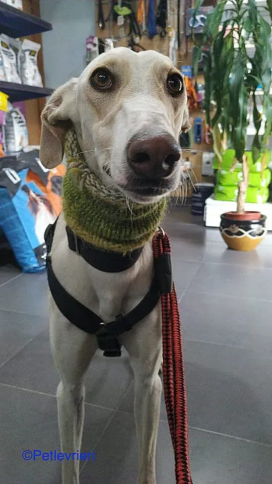 Hercules adozione levrieri galgo 02