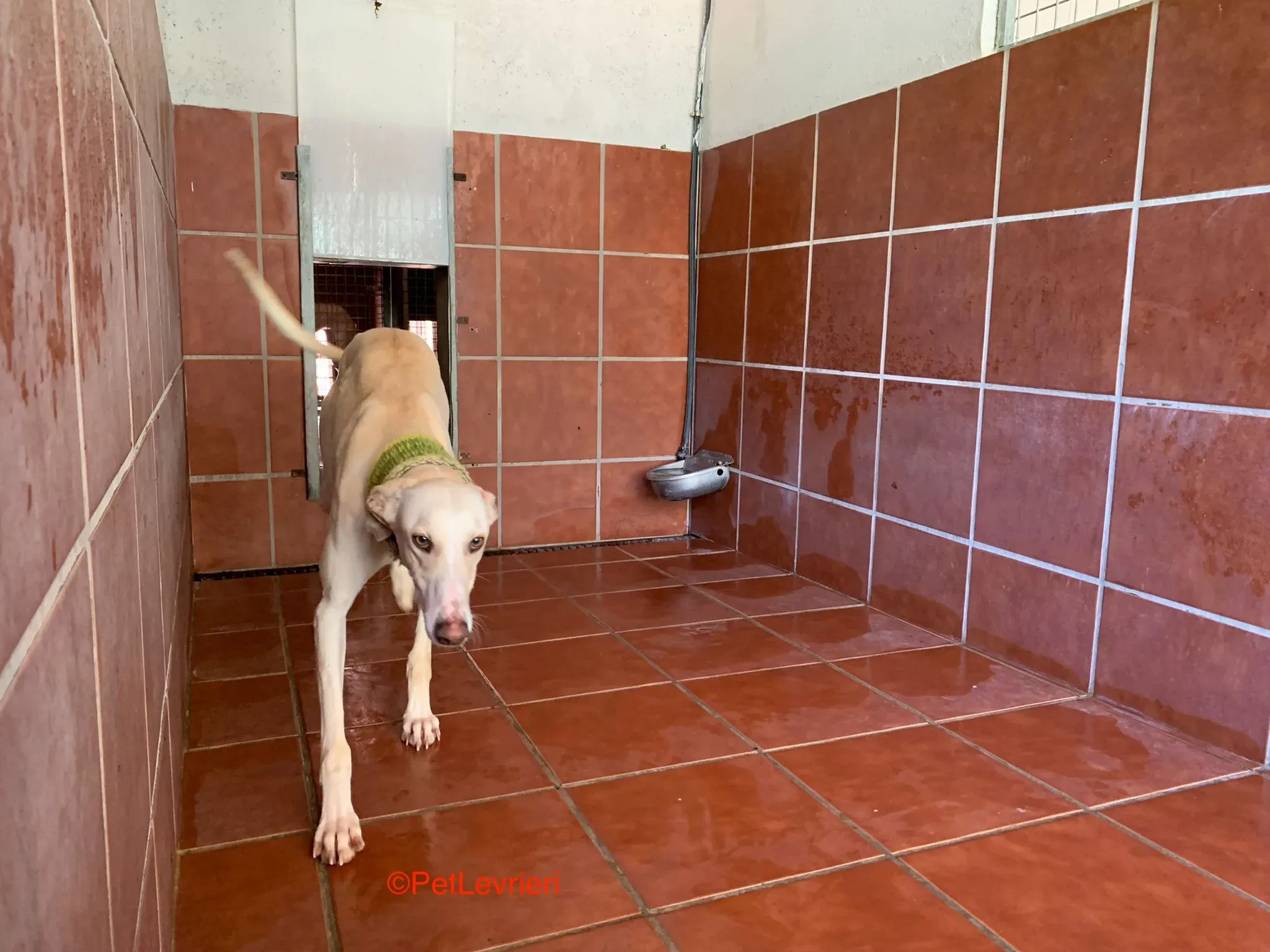 Hercules adozione levrieri galgo 1