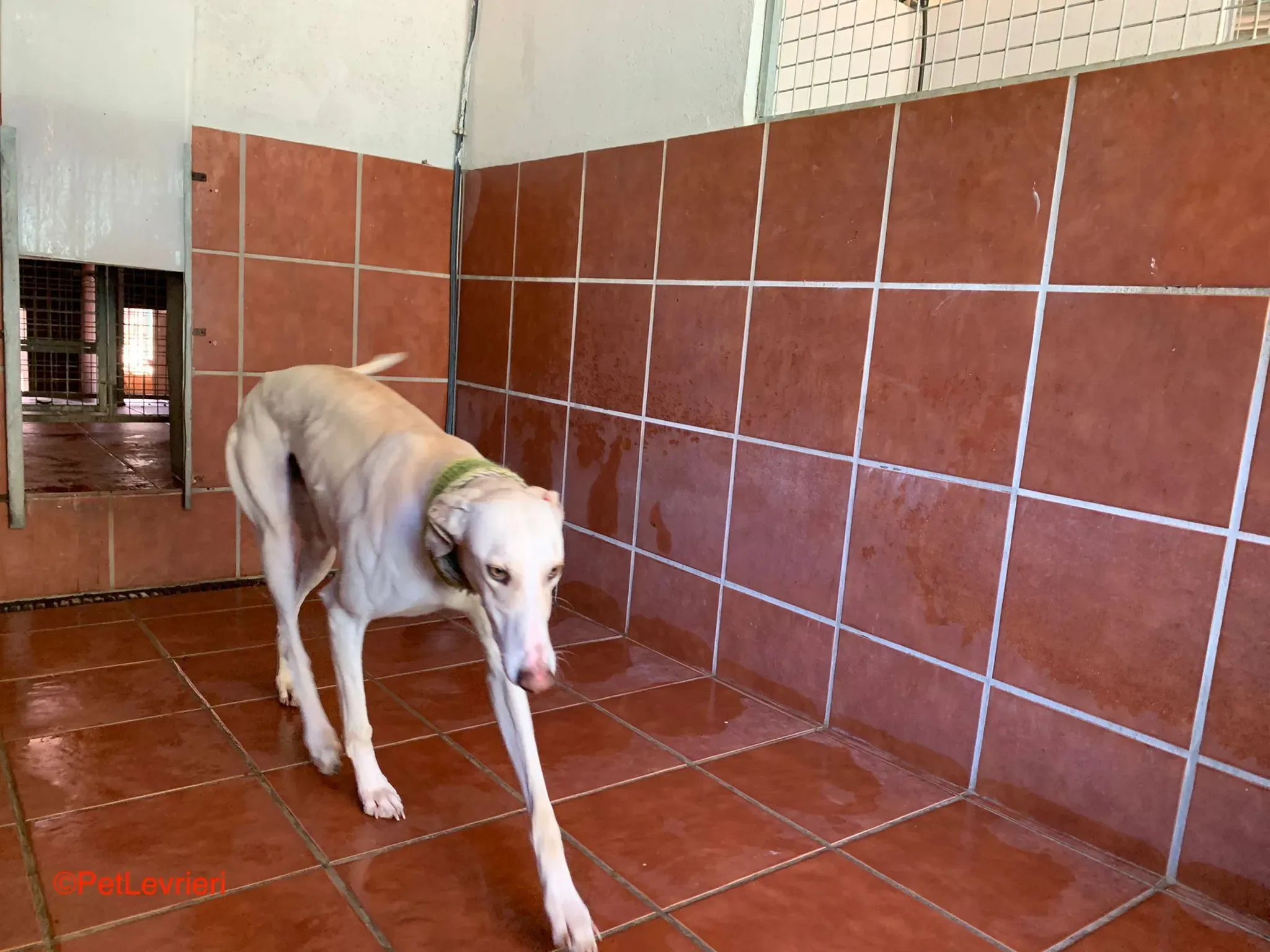 Hercules adozione levrieri galgo 2