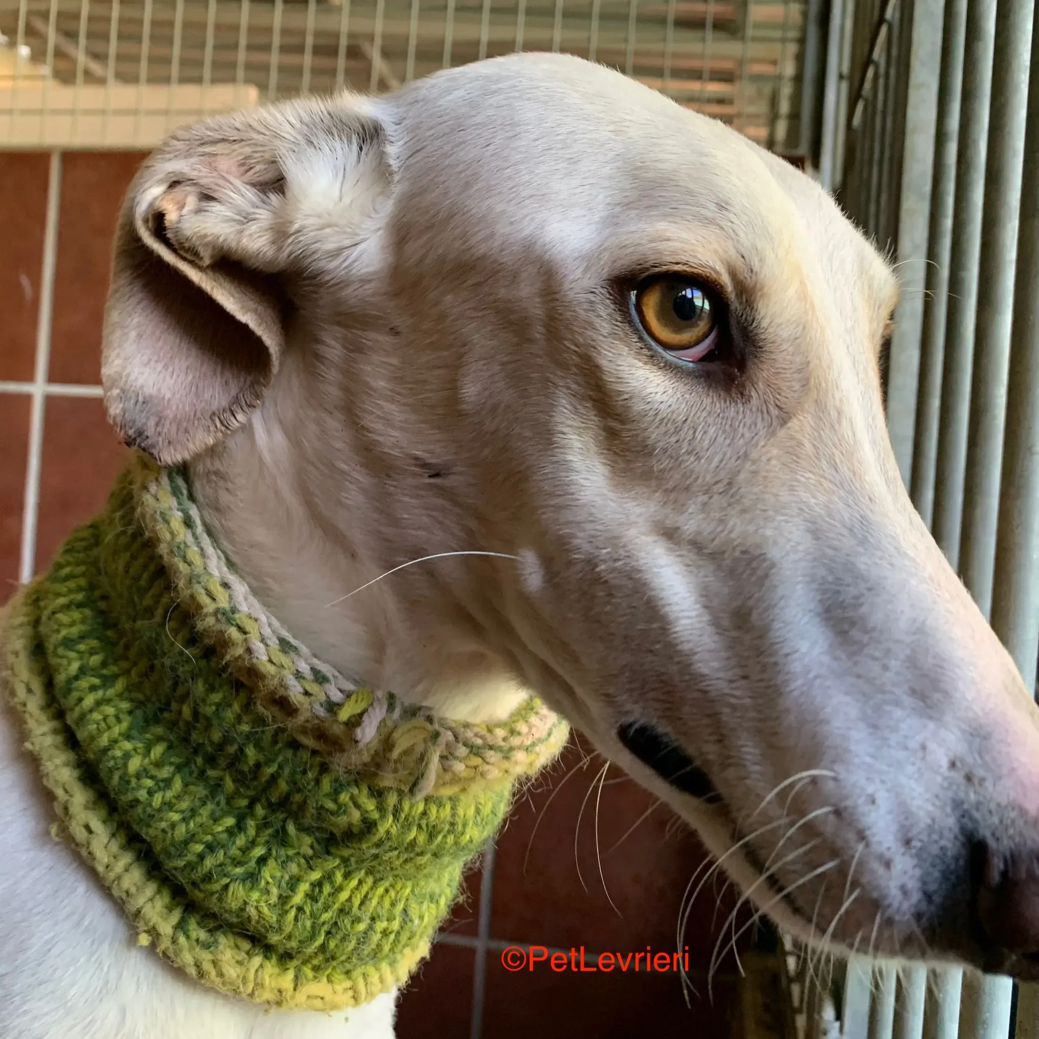 Hercules adozione levrieri galgo 3