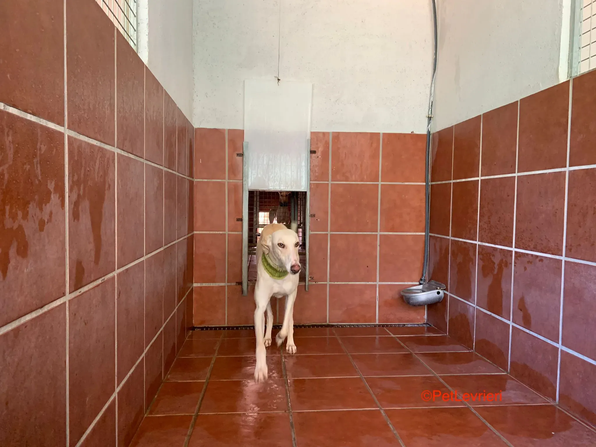 Hercules adozione levrieri galgo 4