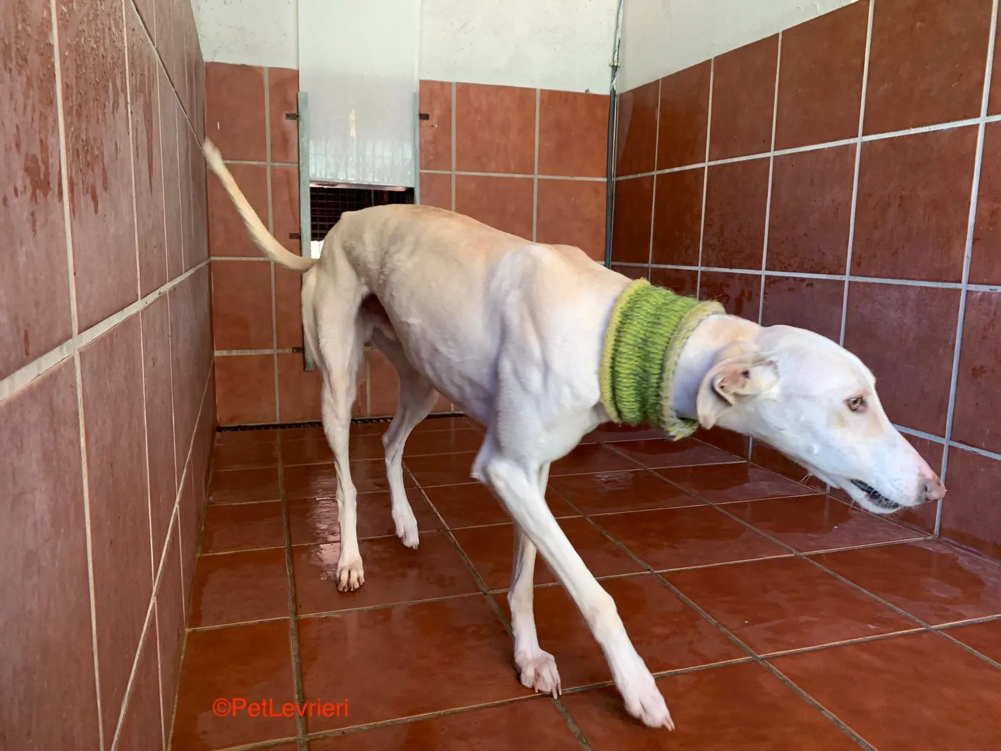 Hercules adozione levrieri galgo 5