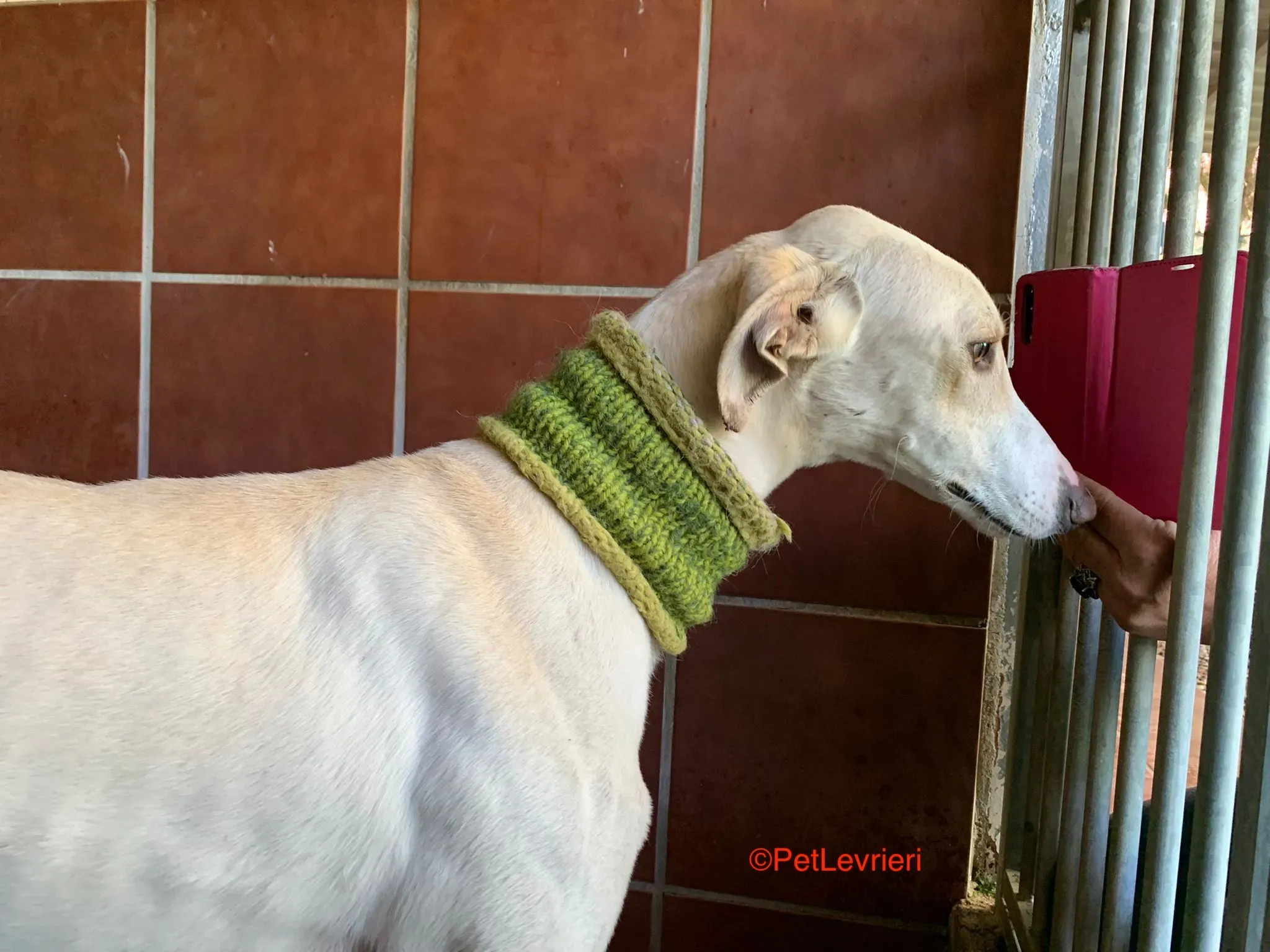 Hercules adozione levrieri galgo 6