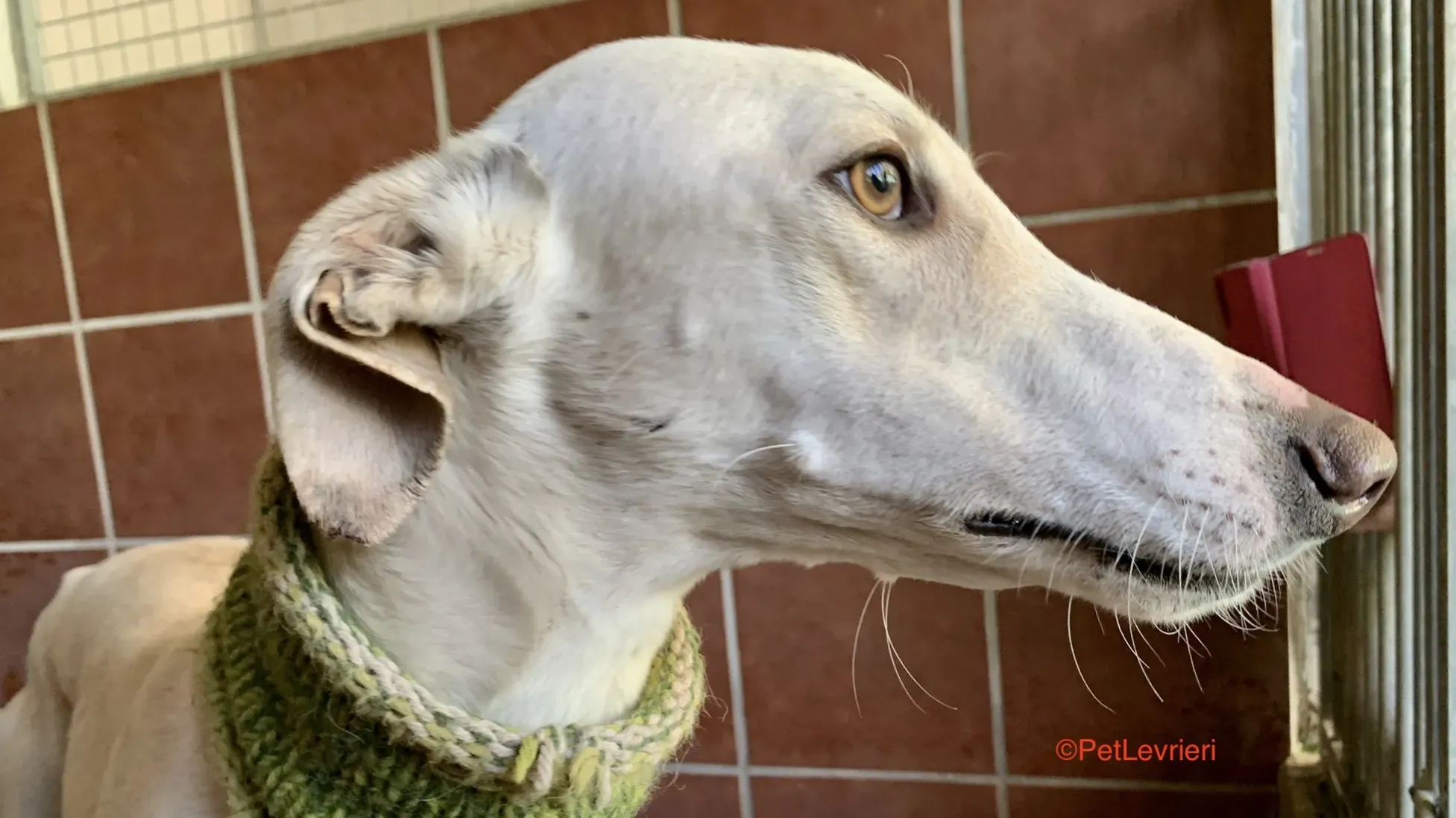 Hercules adozione levrieri galgo 7