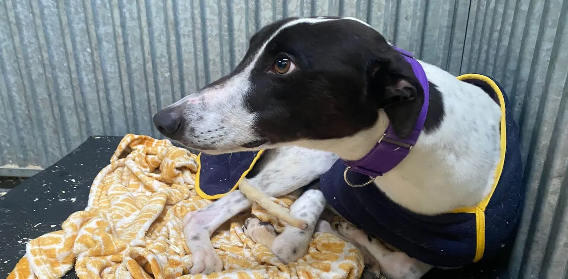 Hercules adozione levrieri greyhound 1 e1667335355581