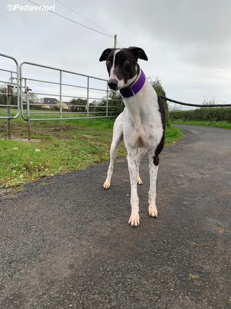 Hercules adozione levrieri greyhound 10