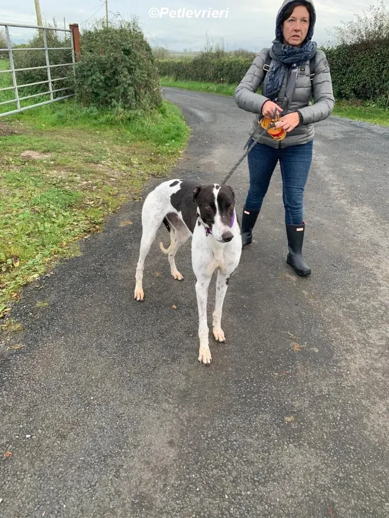 Hercules adozione levrieri greyhound 11
