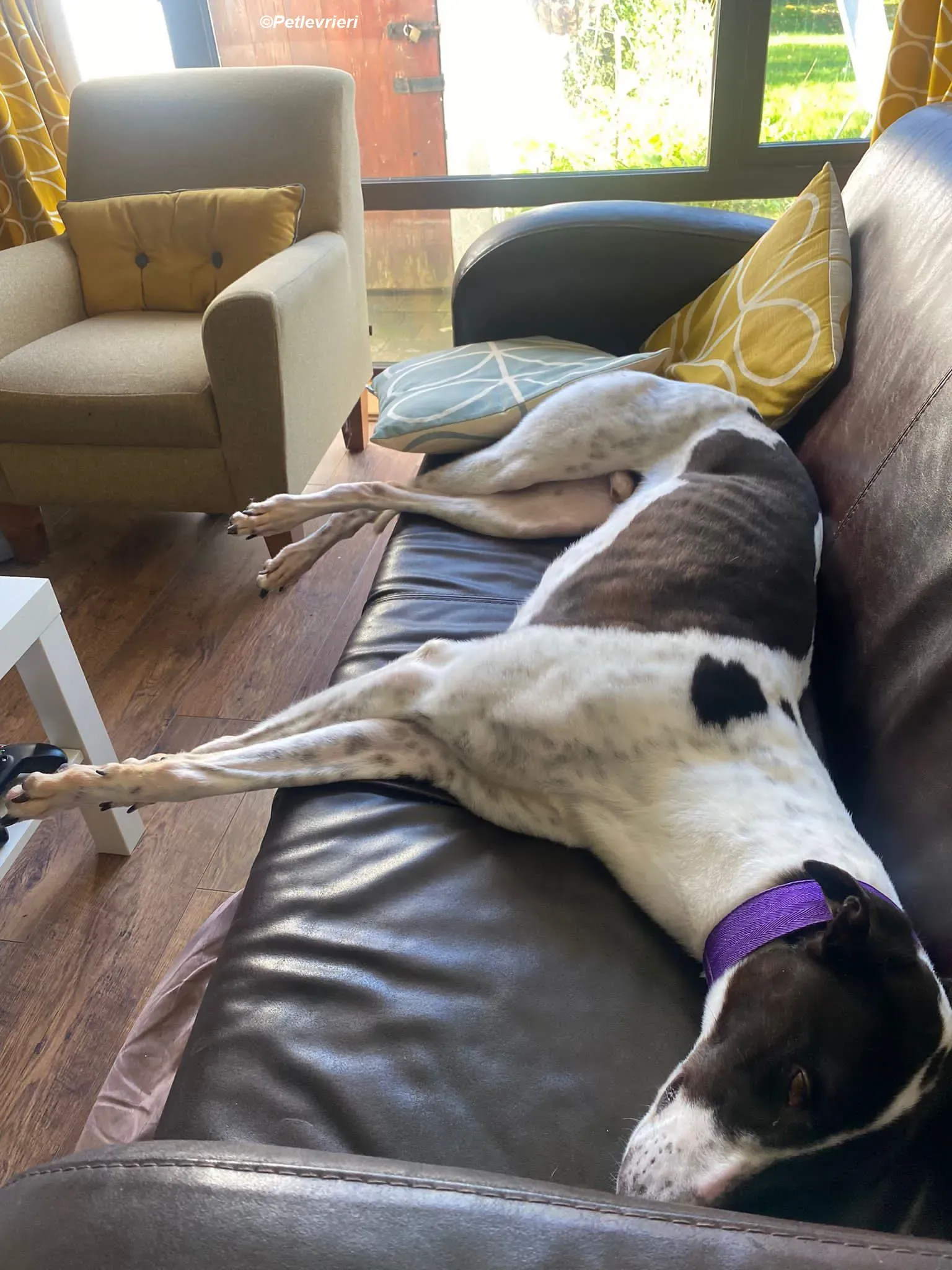 Hercules adozione levrieri greyhound 12