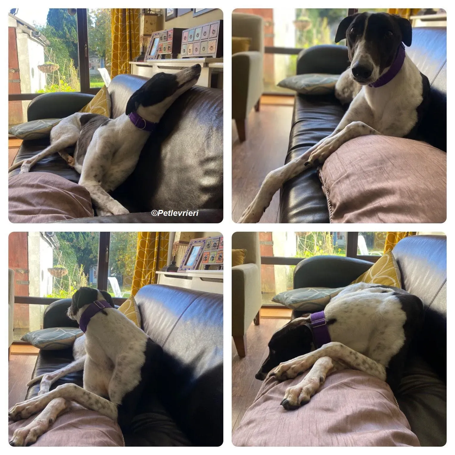 Hercules adozione levrieri greyhound 13