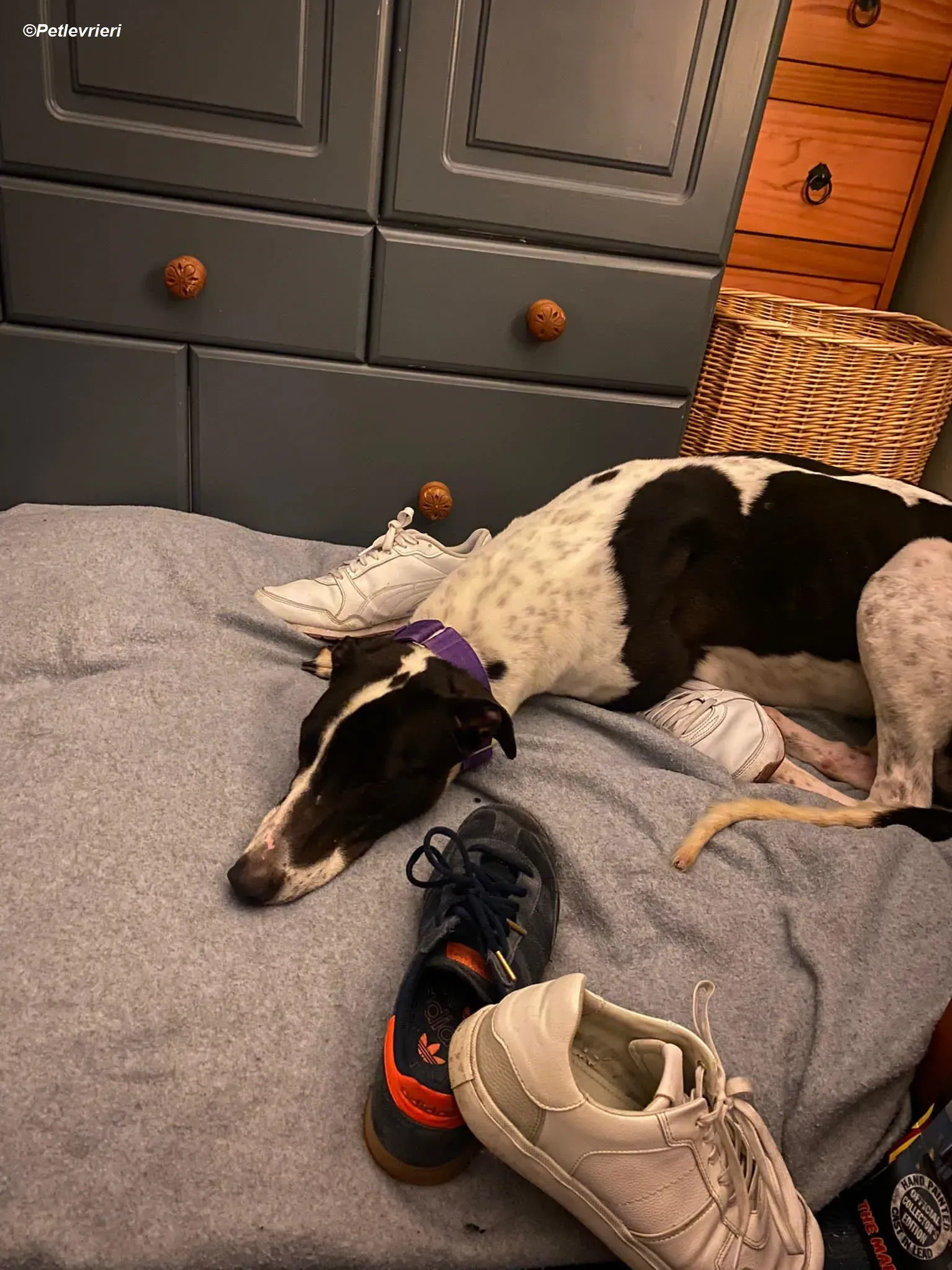 Hercules adozione levrieri greyhound 14