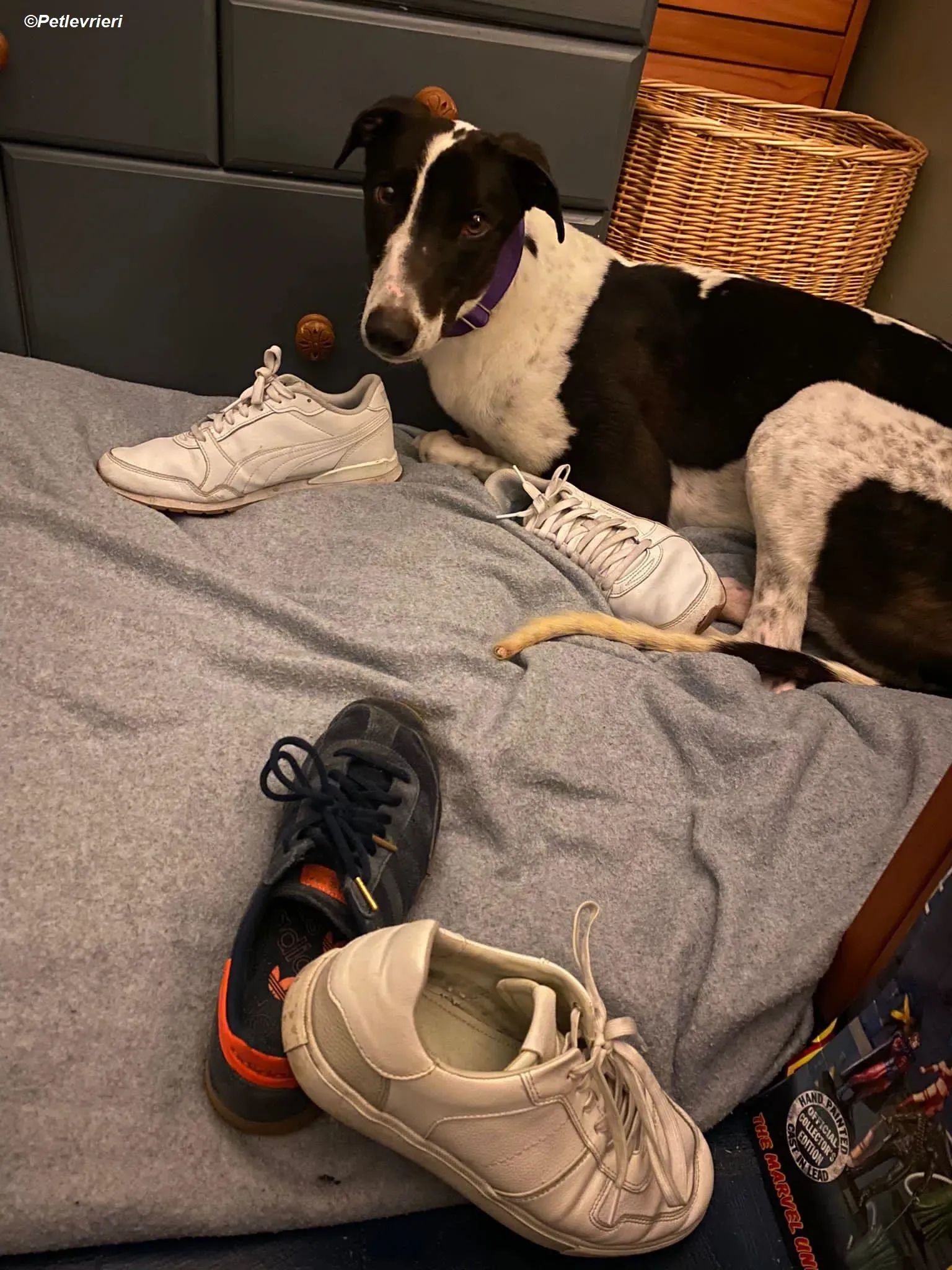 Hercules adozione levrieri greyhound 15