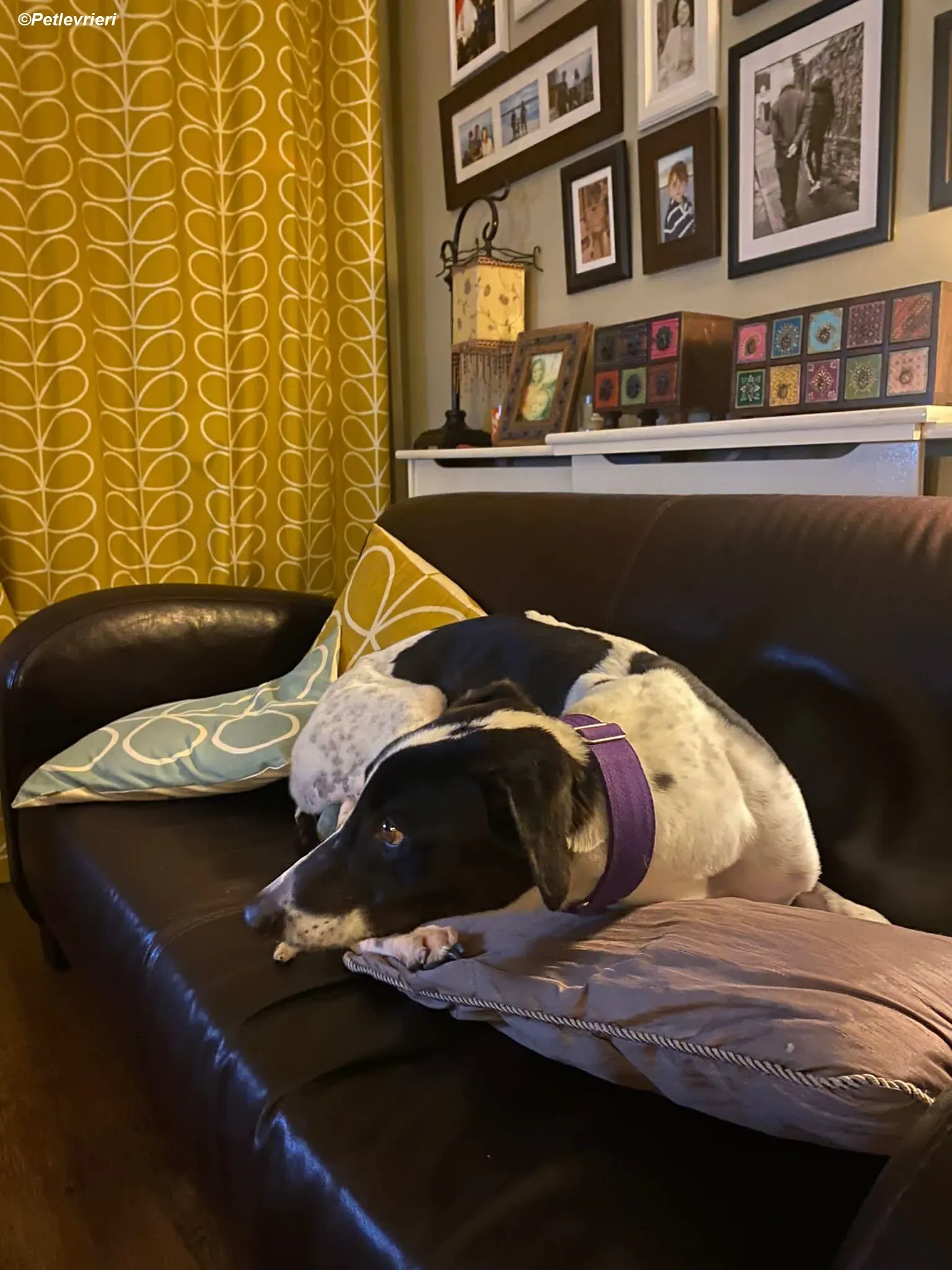 Hercules adozione levrieri greyhound 16